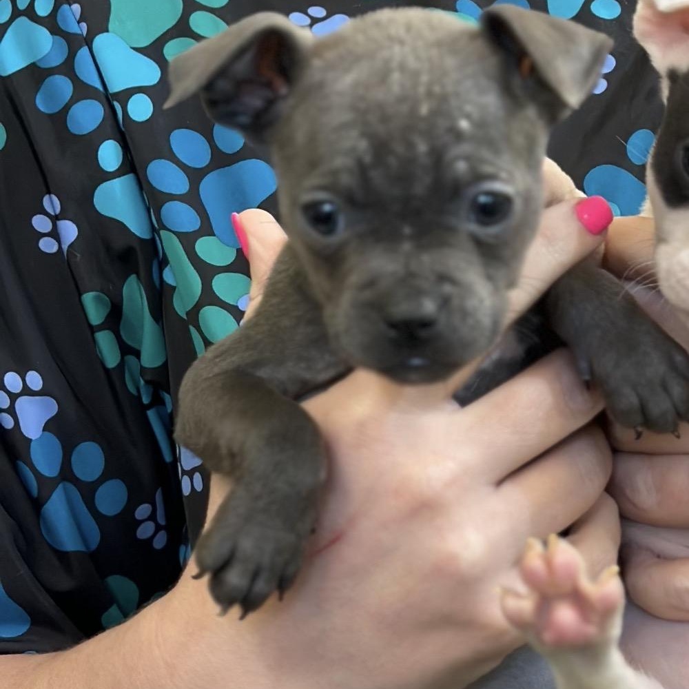 Libby, adopted, Puppy Female Pug & Chihuahua.