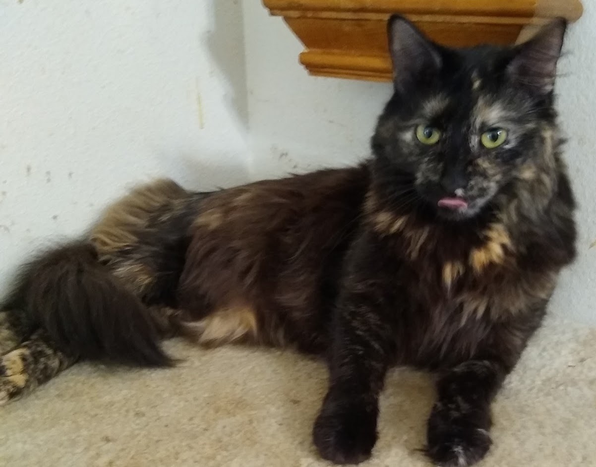 Scamper, a Adoptable mixed breed in Simms, TX image 1/8