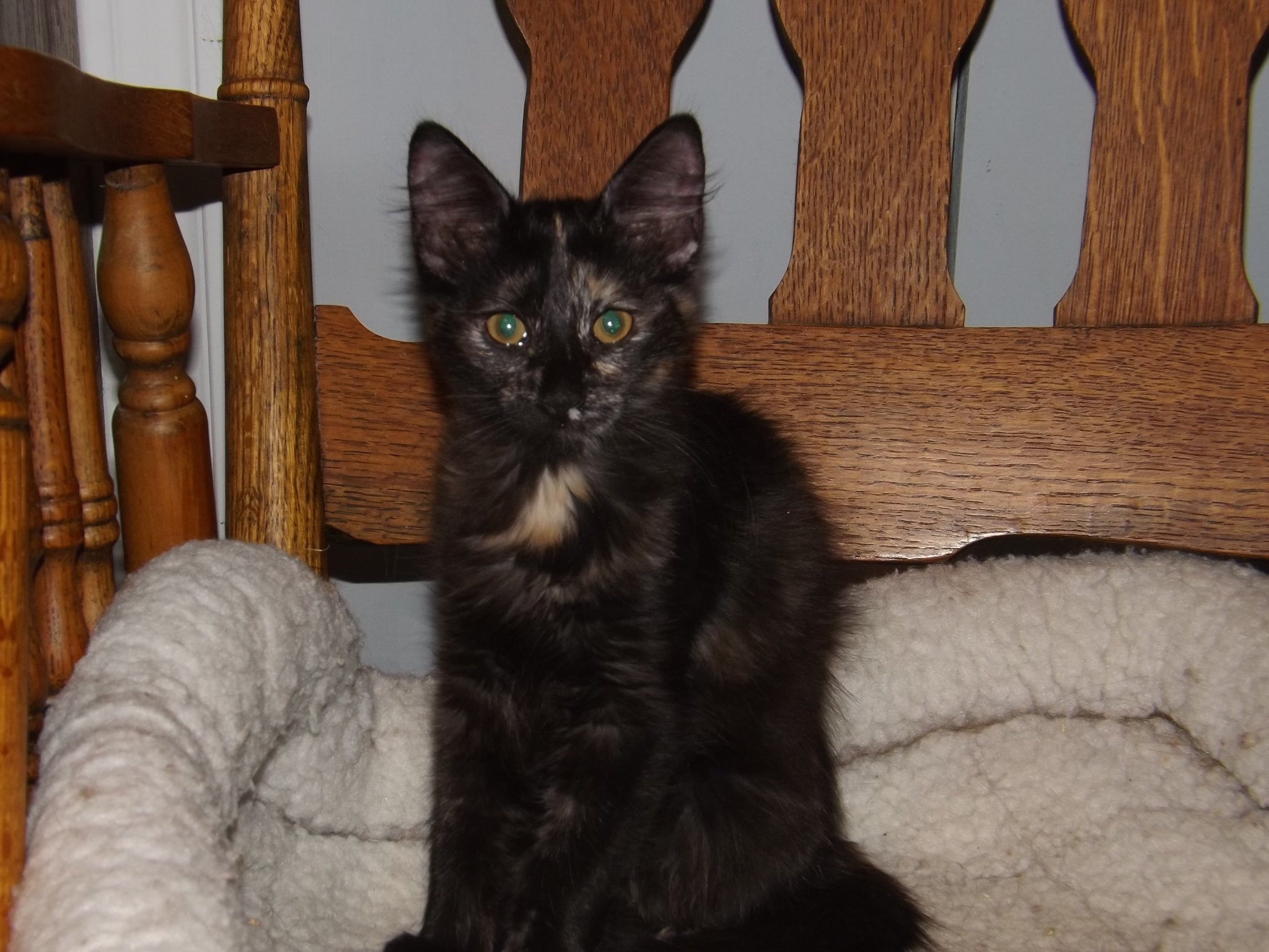 Scamper photo 2