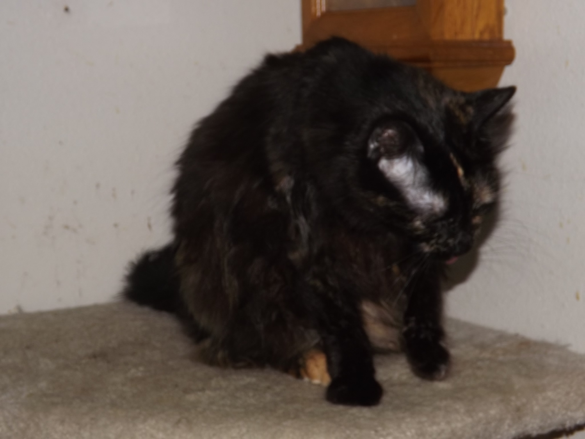 Scamper, a Adoptable mixed breed in Simms, TX image 3/8