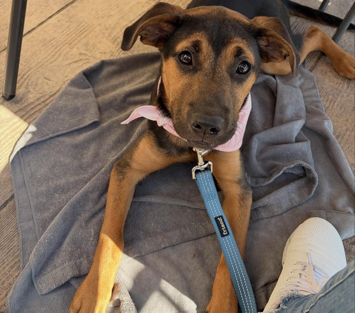 DM, a Adoptable mixed breed in Pembroke, MA image 2/3