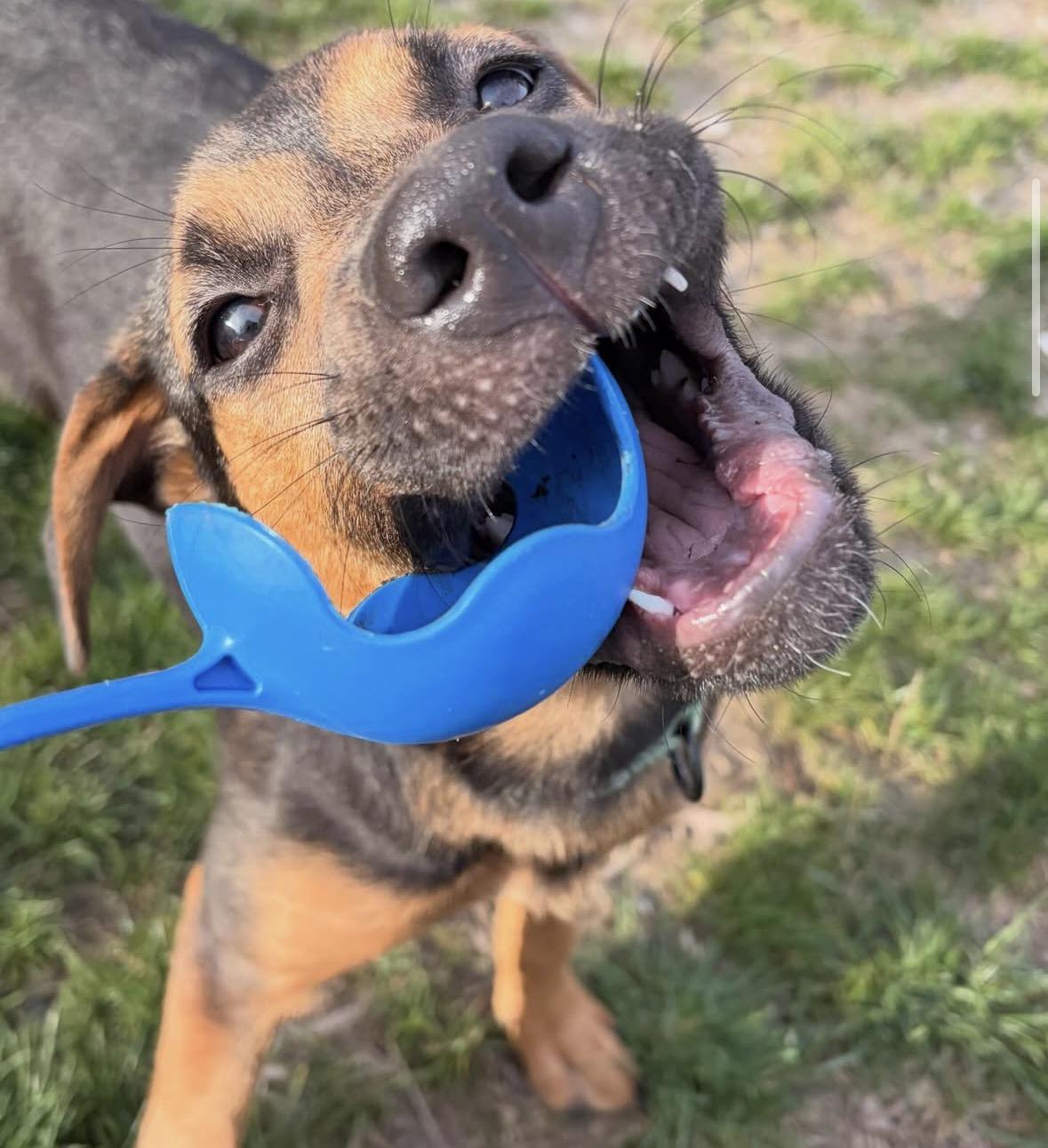DM, a Adoptable mixed breed in Pembroke, MA image 1/3