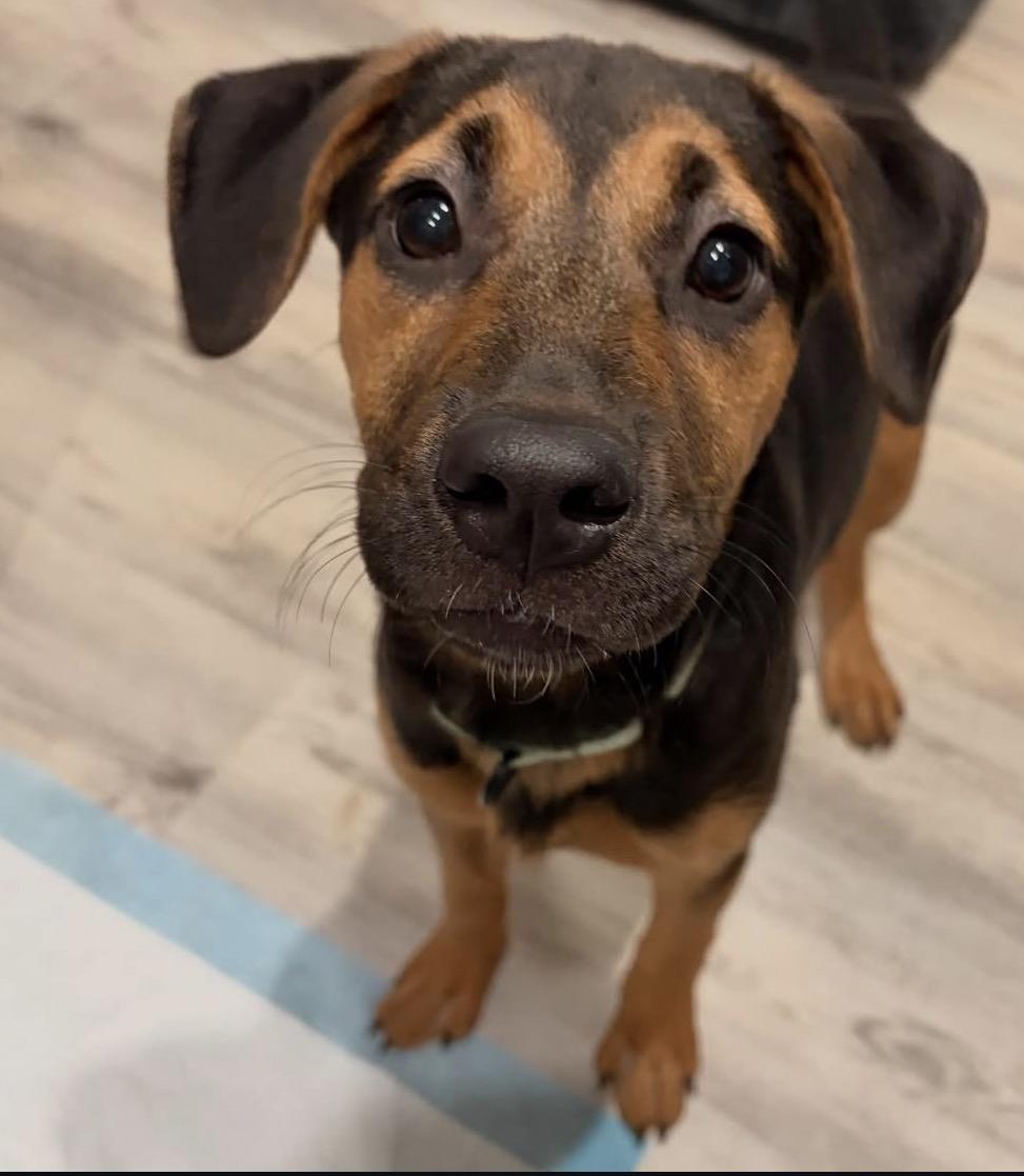 DM, a Adoptable mixed breed in Pembroke, MA image 3/3