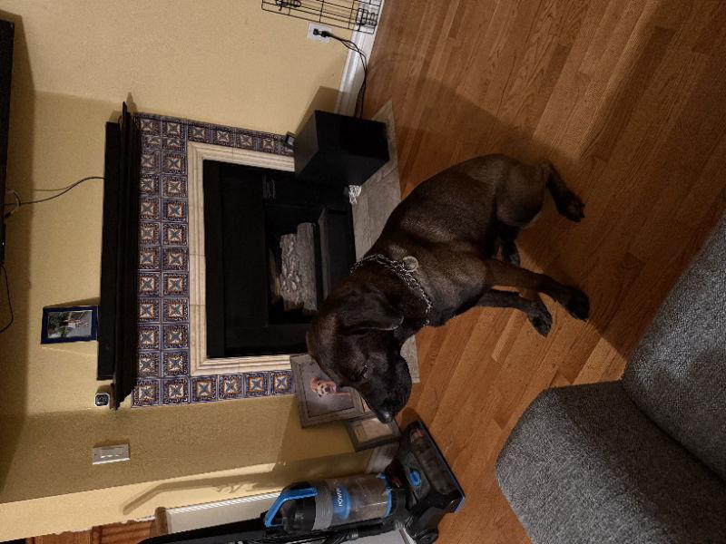 Bear, Adopted, Young Male Black Labrador Retriever & Belgian Shepherd / Malinois.