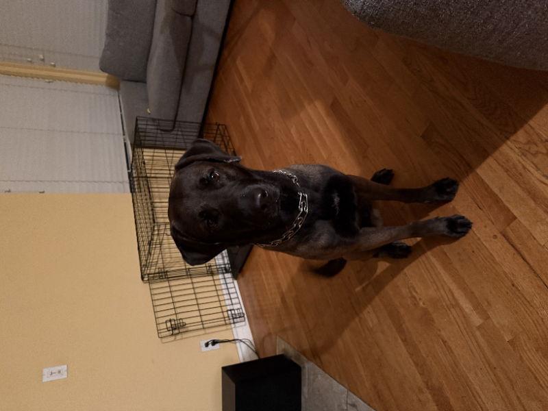 Enlarge Bear, a Adopted mixed breed in San Diego, CA image 3/3