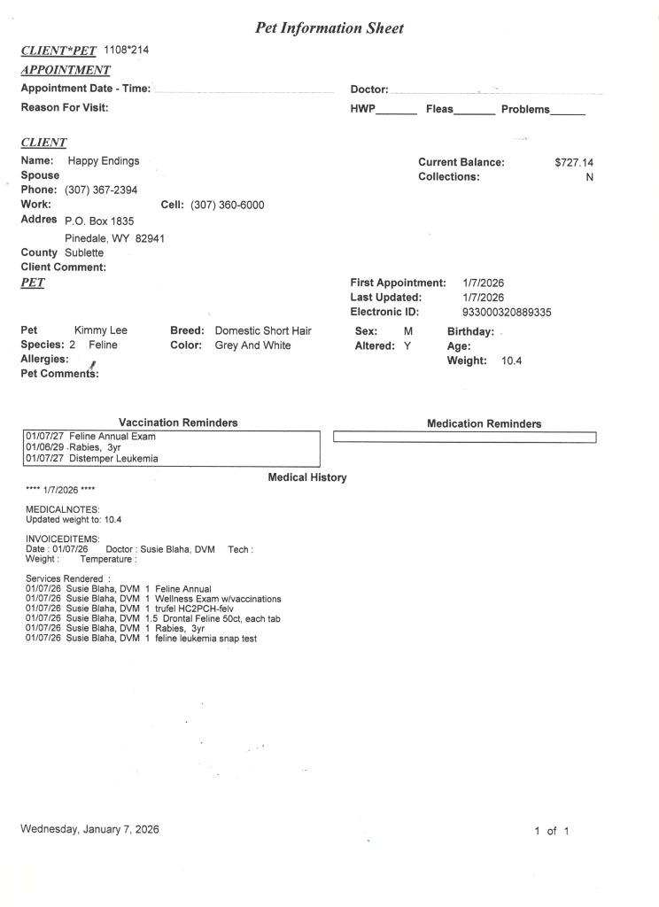 Lee, Adoptable, Senior Male Siamese.
