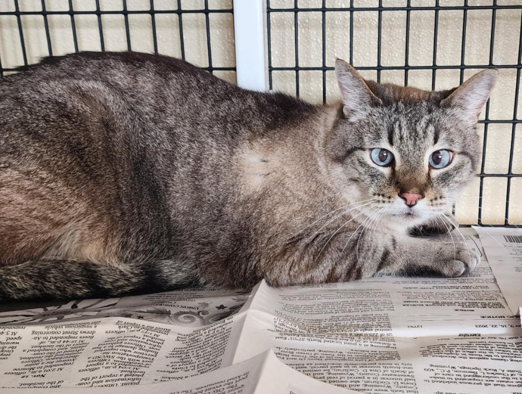 Enlarge Lee, a Adoptable Siamese in Green River, WY image 2/2