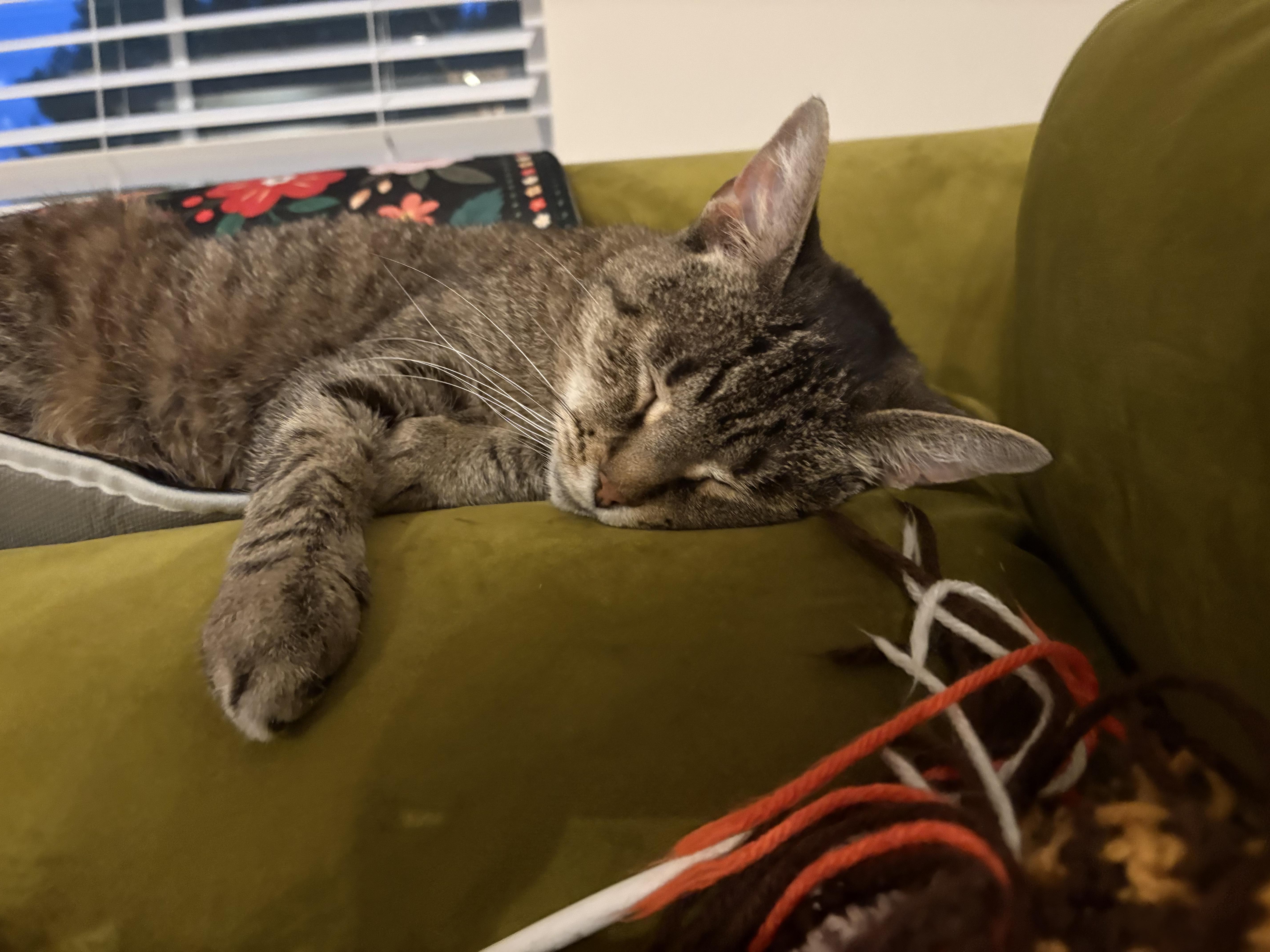 Enlarge Hallie, a ADOPTABLE Tabby in Columbus, OH image 2/6