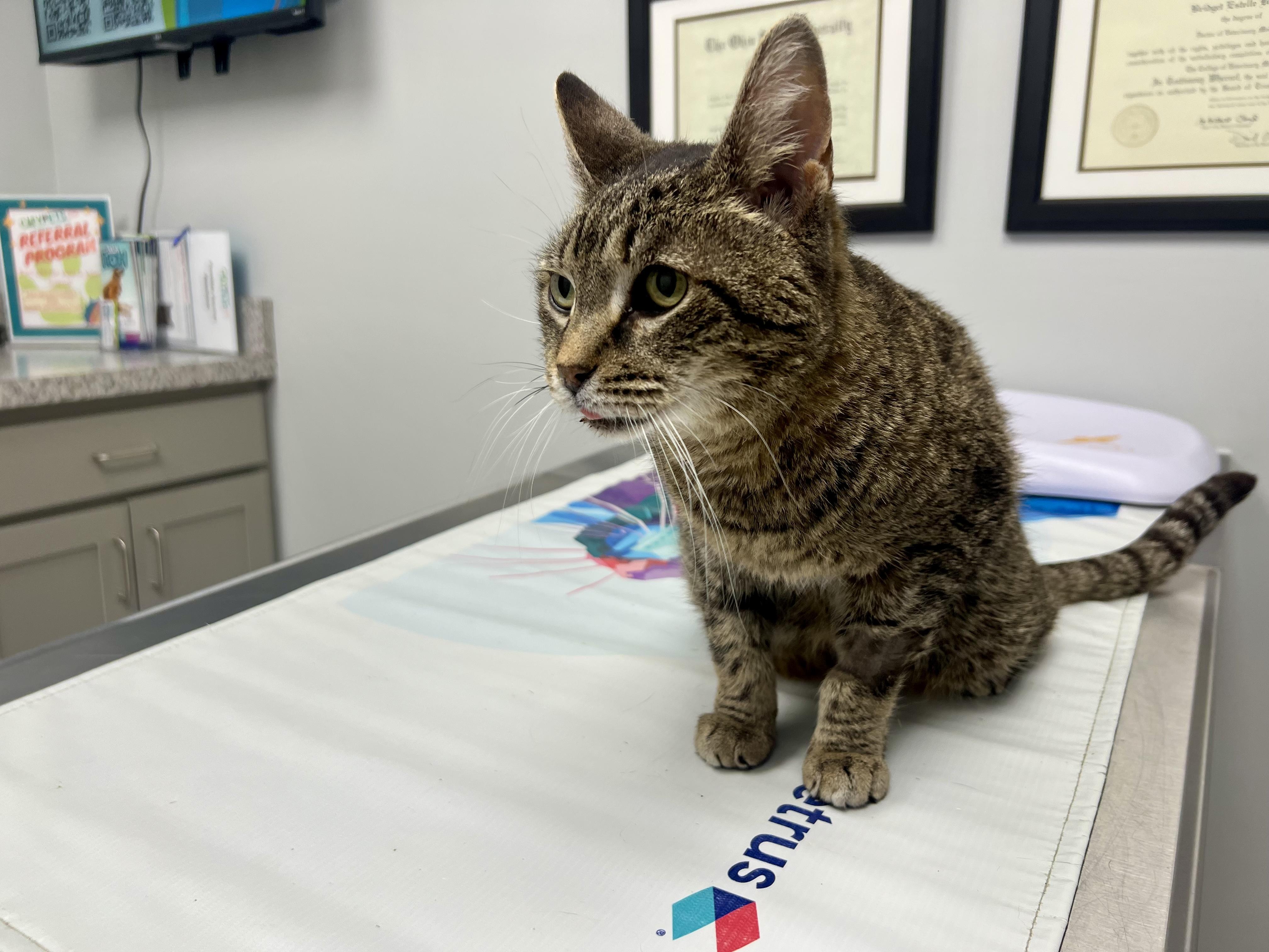 Enlarge Hallie, a ADOPTABLE Domestic Short Hair in Columbus, OH image 5/6