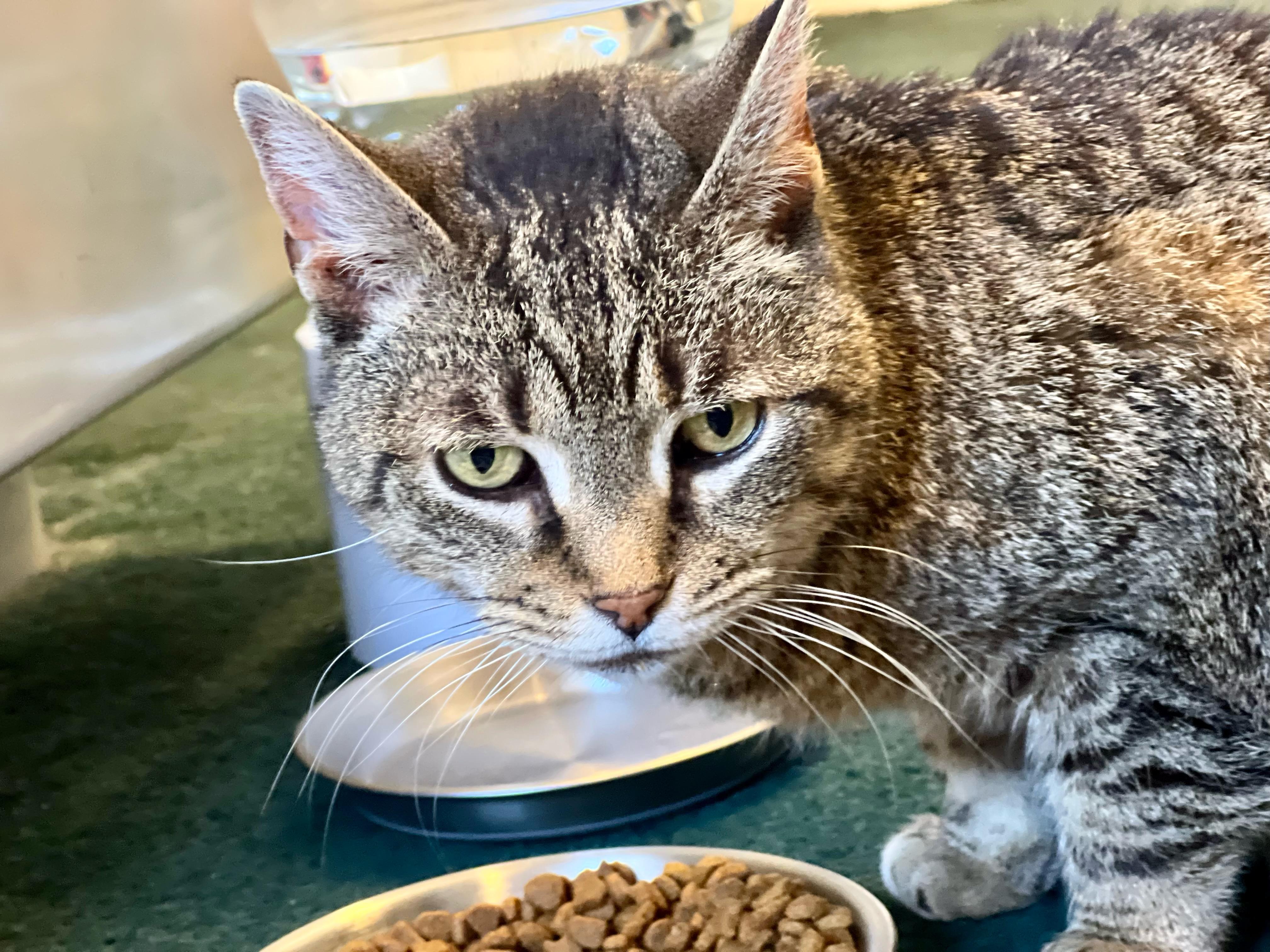 Enlarge Hallie, a ADOPTABLE Domestic Short Hair in Columbus, OH image 6/6