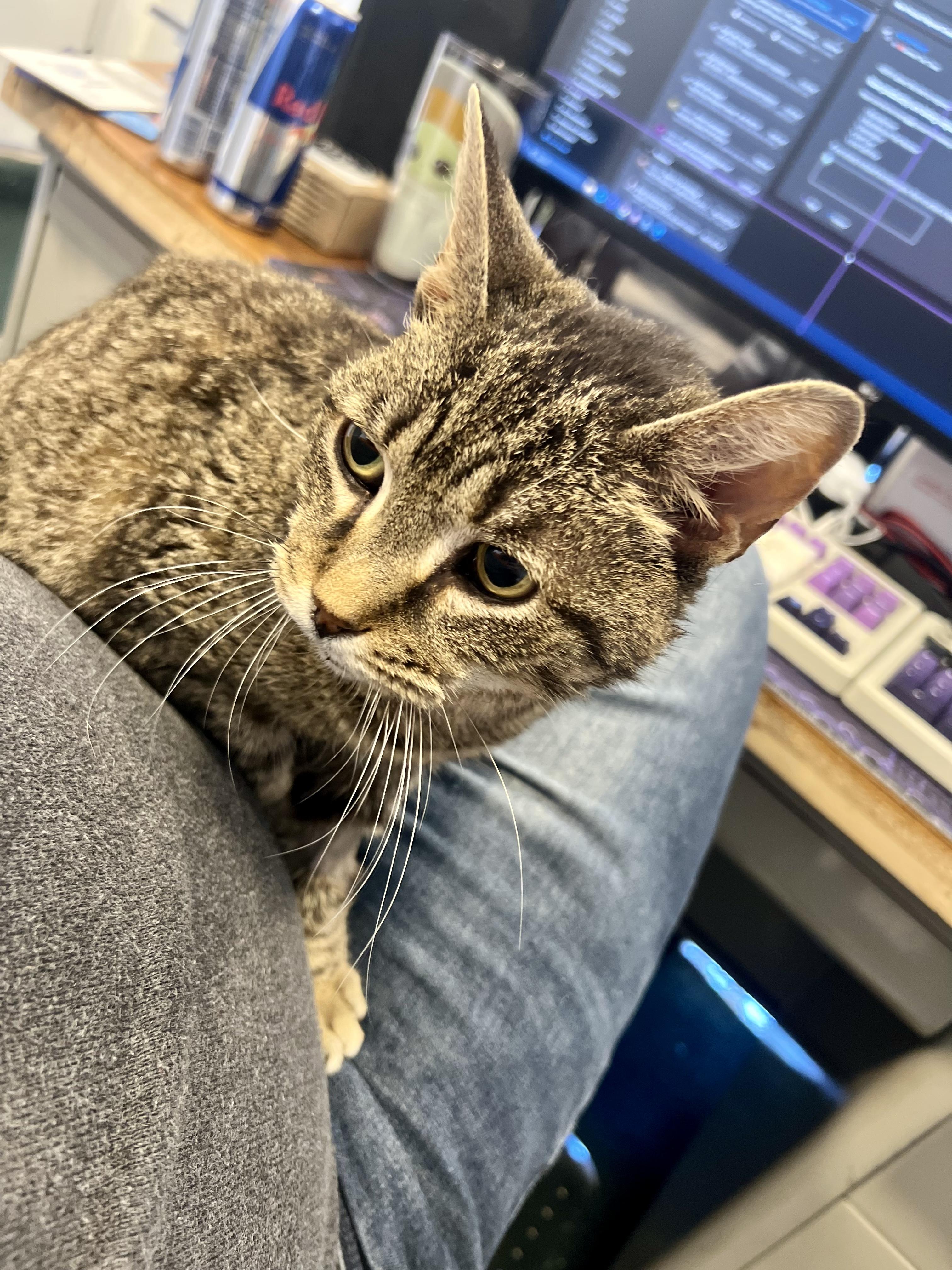 Enlarge Hallie, a ADOPTABLE Domestic Short Hair in Columbus, OH image 3/6