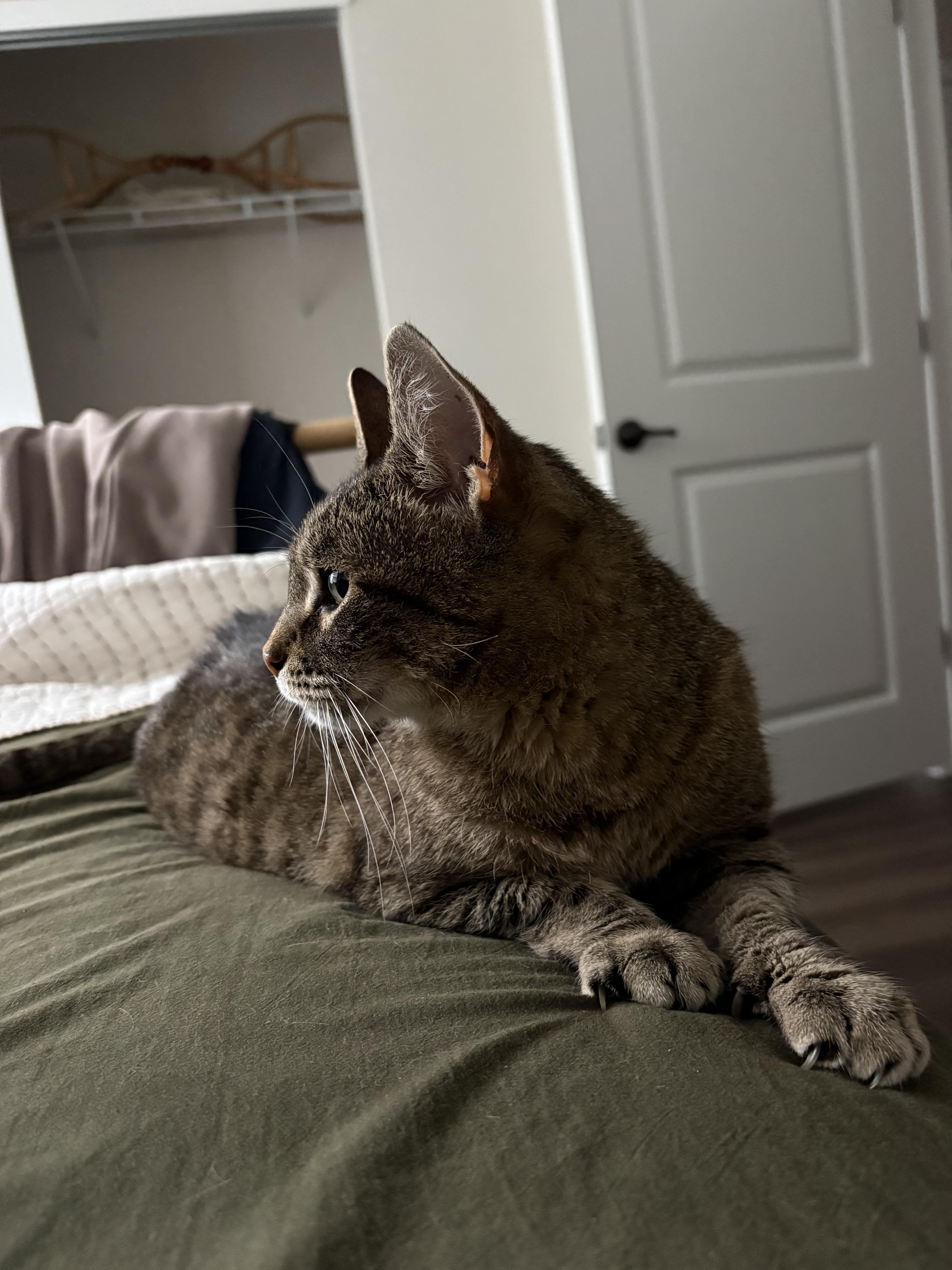 Enlarge Hallie, a ADOPTABLE Tabby in Columbus, OH image 6/6
