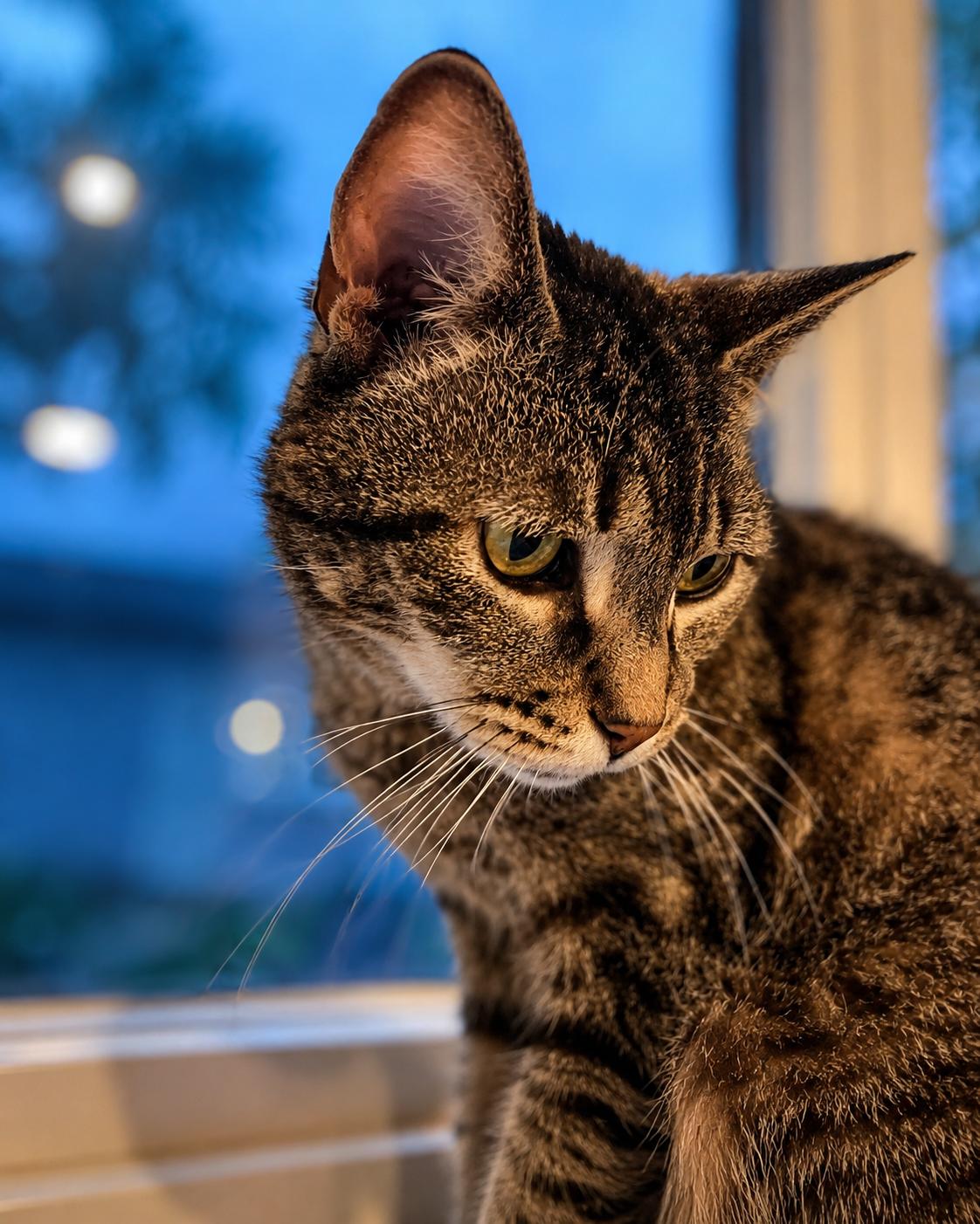 Enlarge Hallie, a ADOPTABLE Tabby in Columbus, OH image 4/6