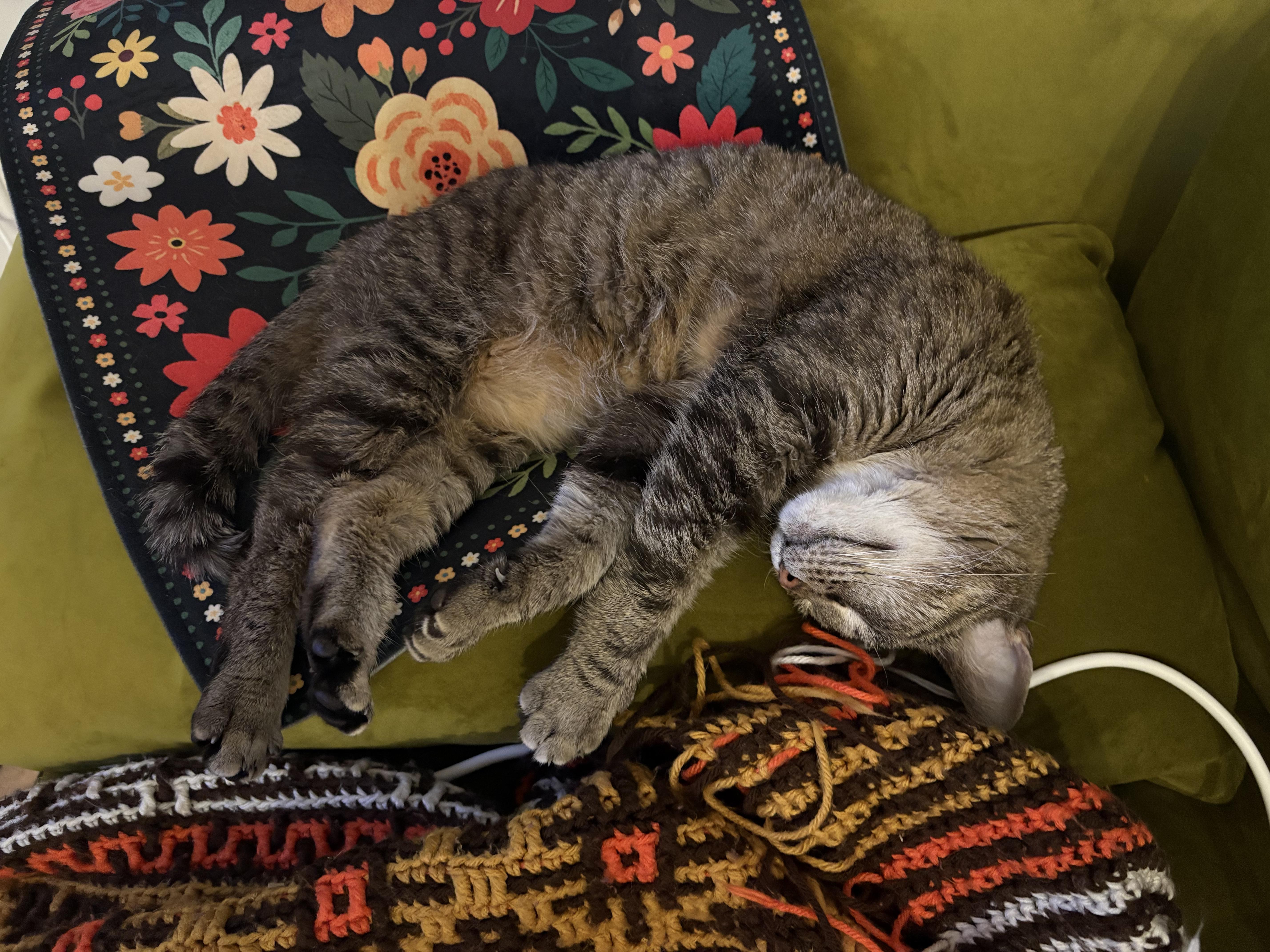 Enlarge Hallie, a ADOPTABLE Tabby in Columbus, OH image 5/6