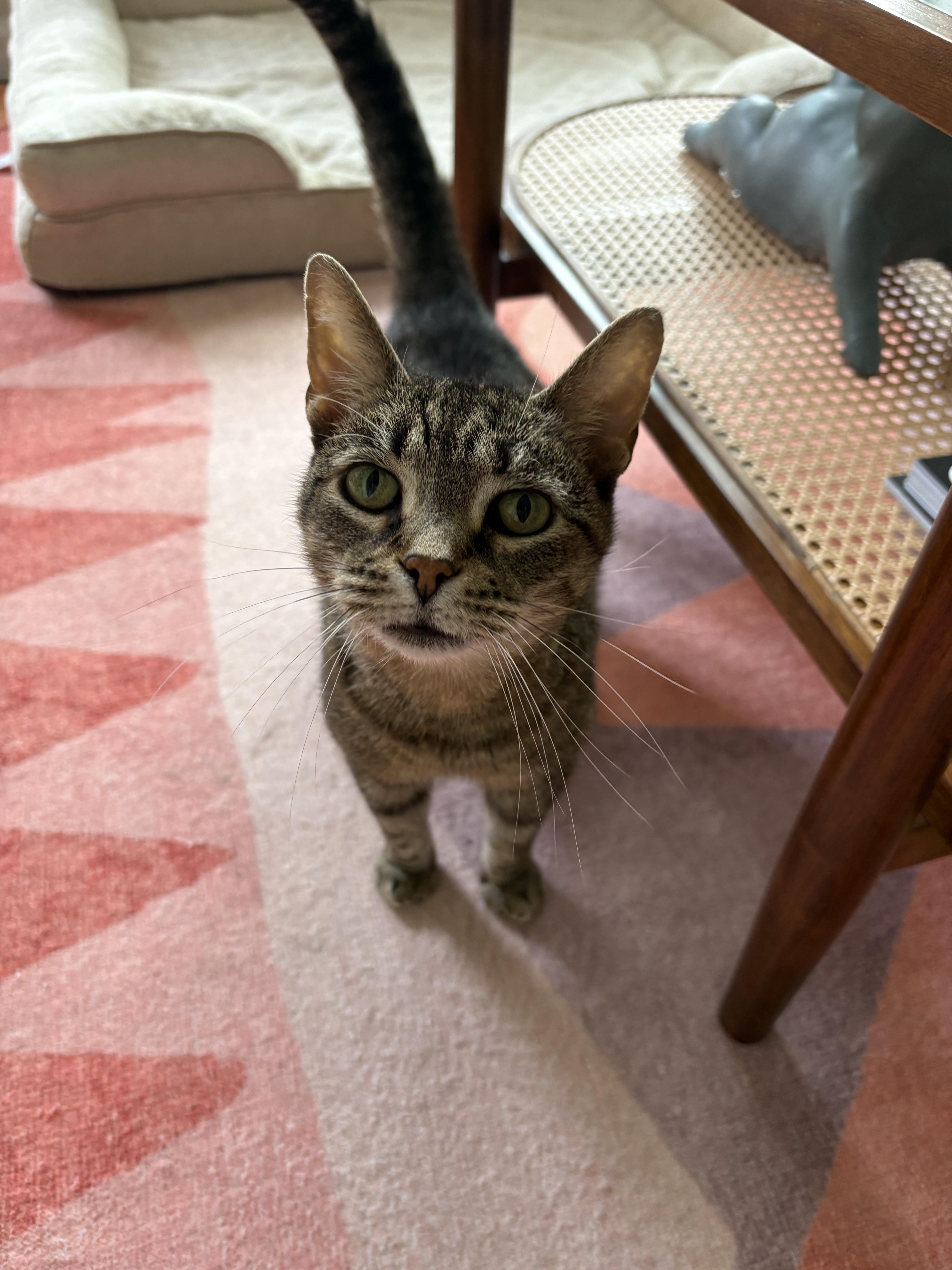 Enlarge Hallie, a ADOPTABLE Tabby in Columbus, OH image 1/6
