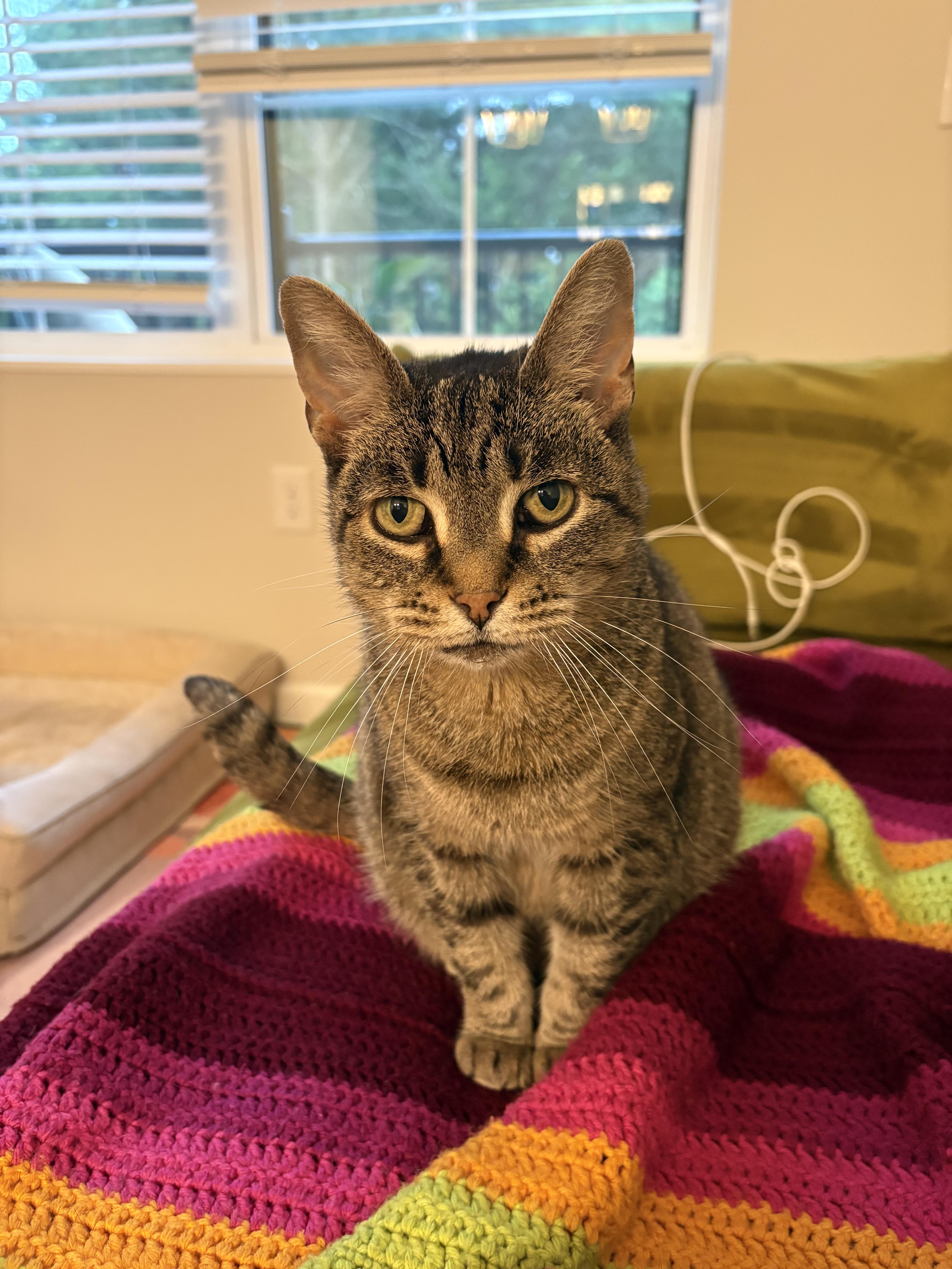 Enlarge Hallie, a ADOPTABLE Tabby in Columbus, OH image 3/6