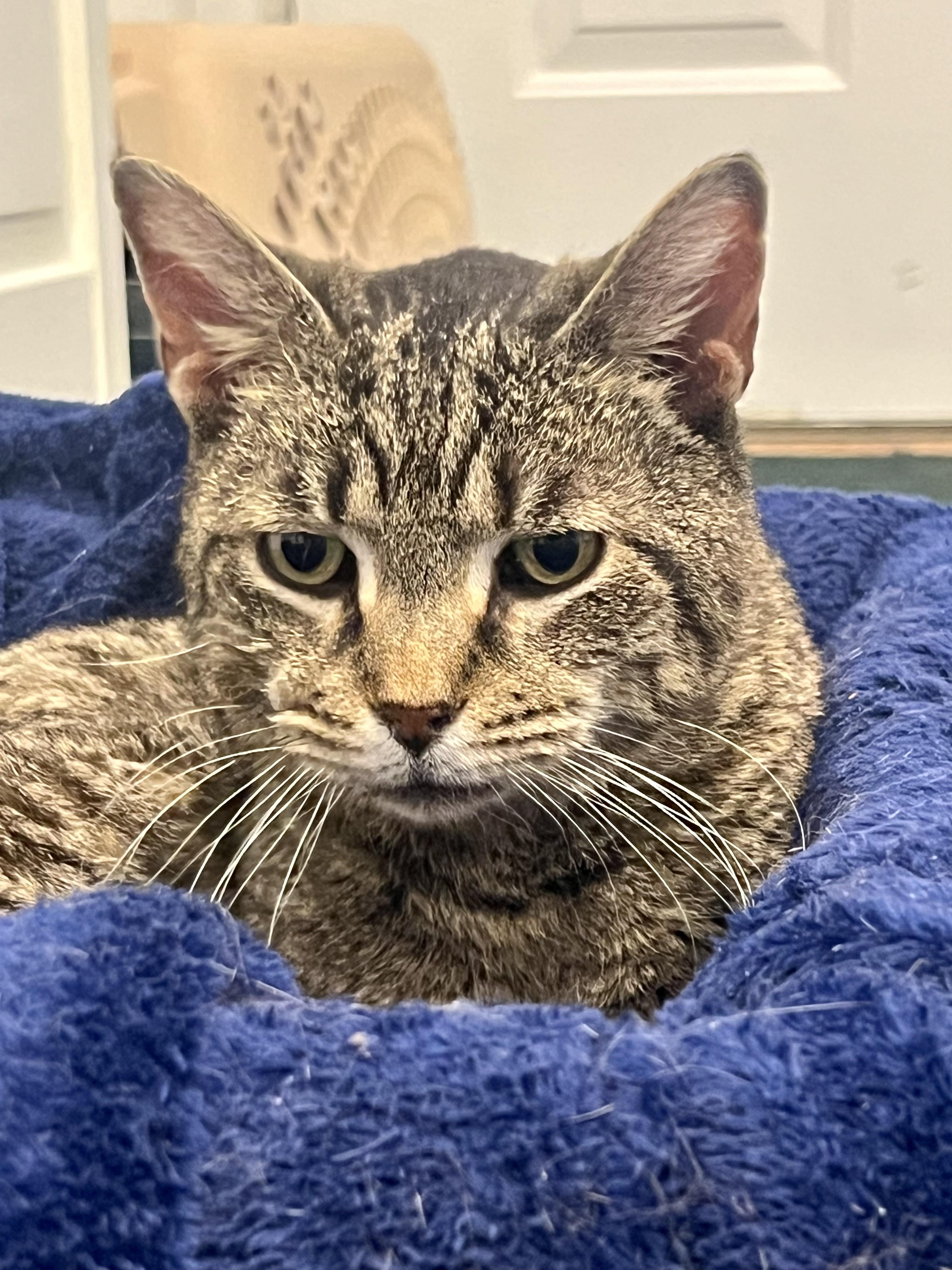 Enlarge Hallie, a ADOPTABLE Domestic Short Hair in Columbus, OH image 4/6