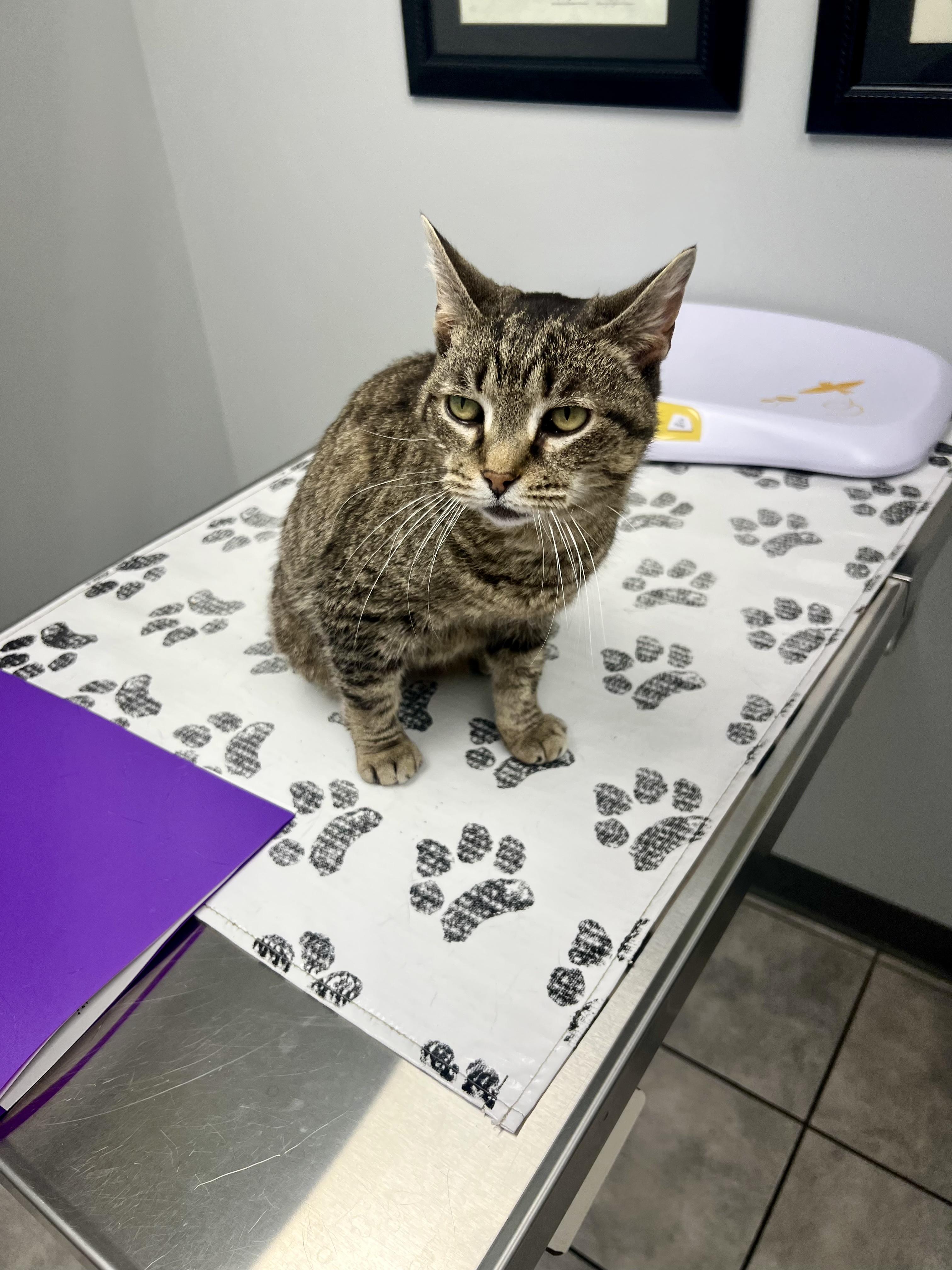 Enlarge Hallie, a ADOPTABLE Domestic Short Hair in Columbus, OH image 2/6