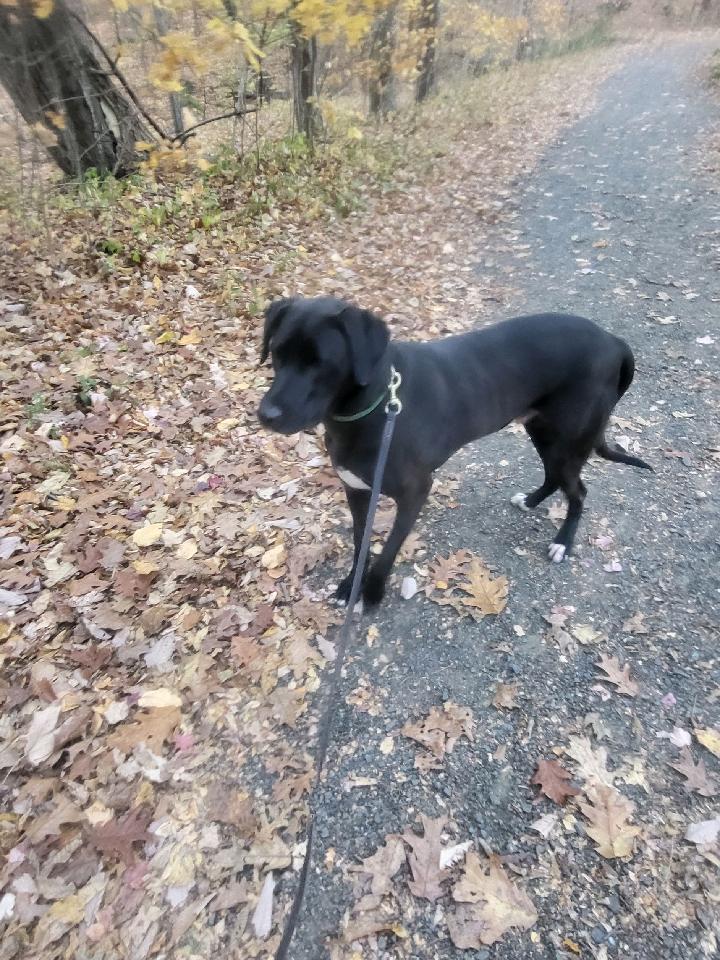Mitchell, a Adoptable mixed breed image 4/5