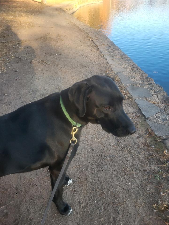 Mitchell, a Adoptable mixed breed image 3/5