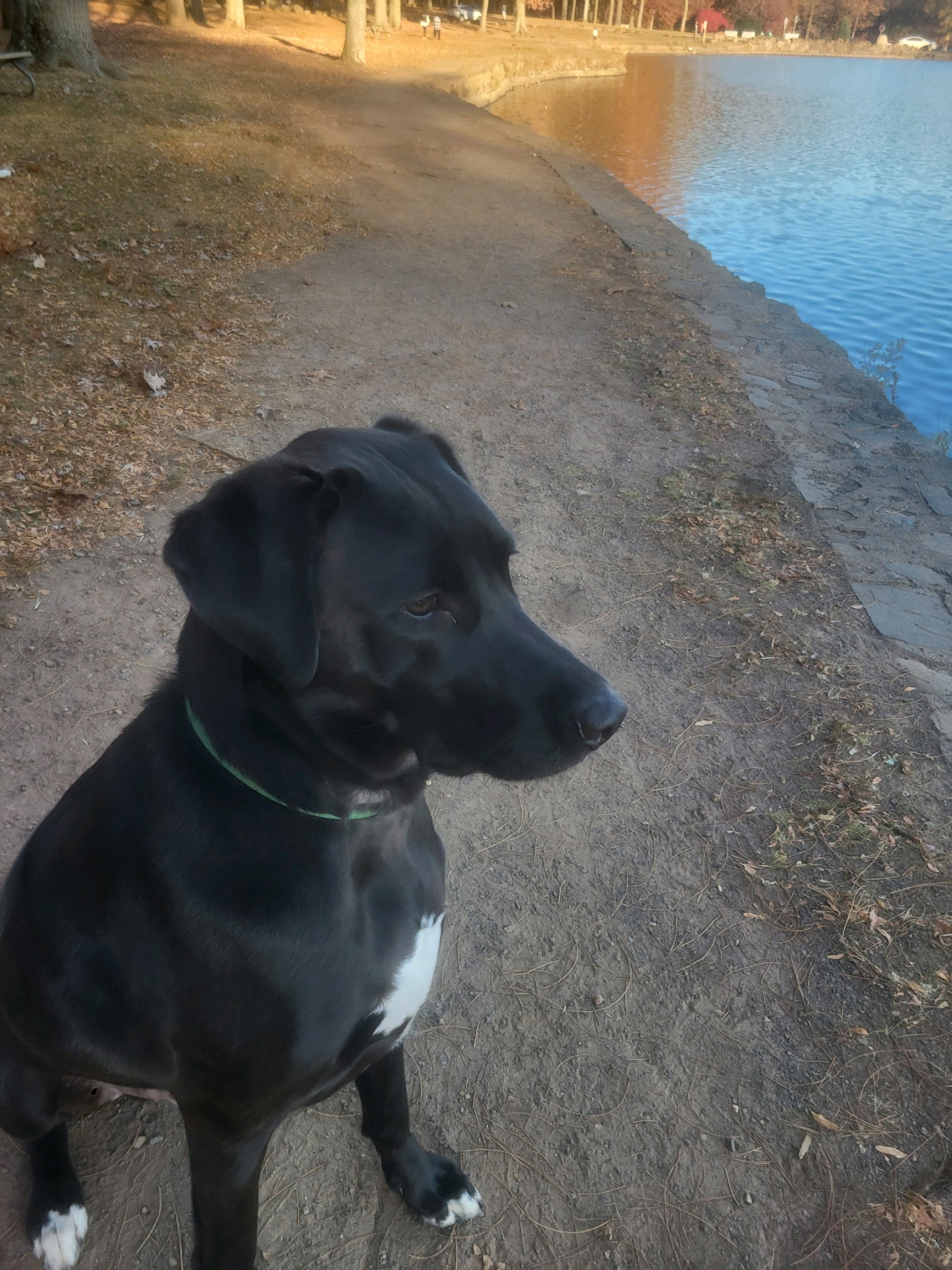 Mitchell, a Adoptable mixed breed image 2/5