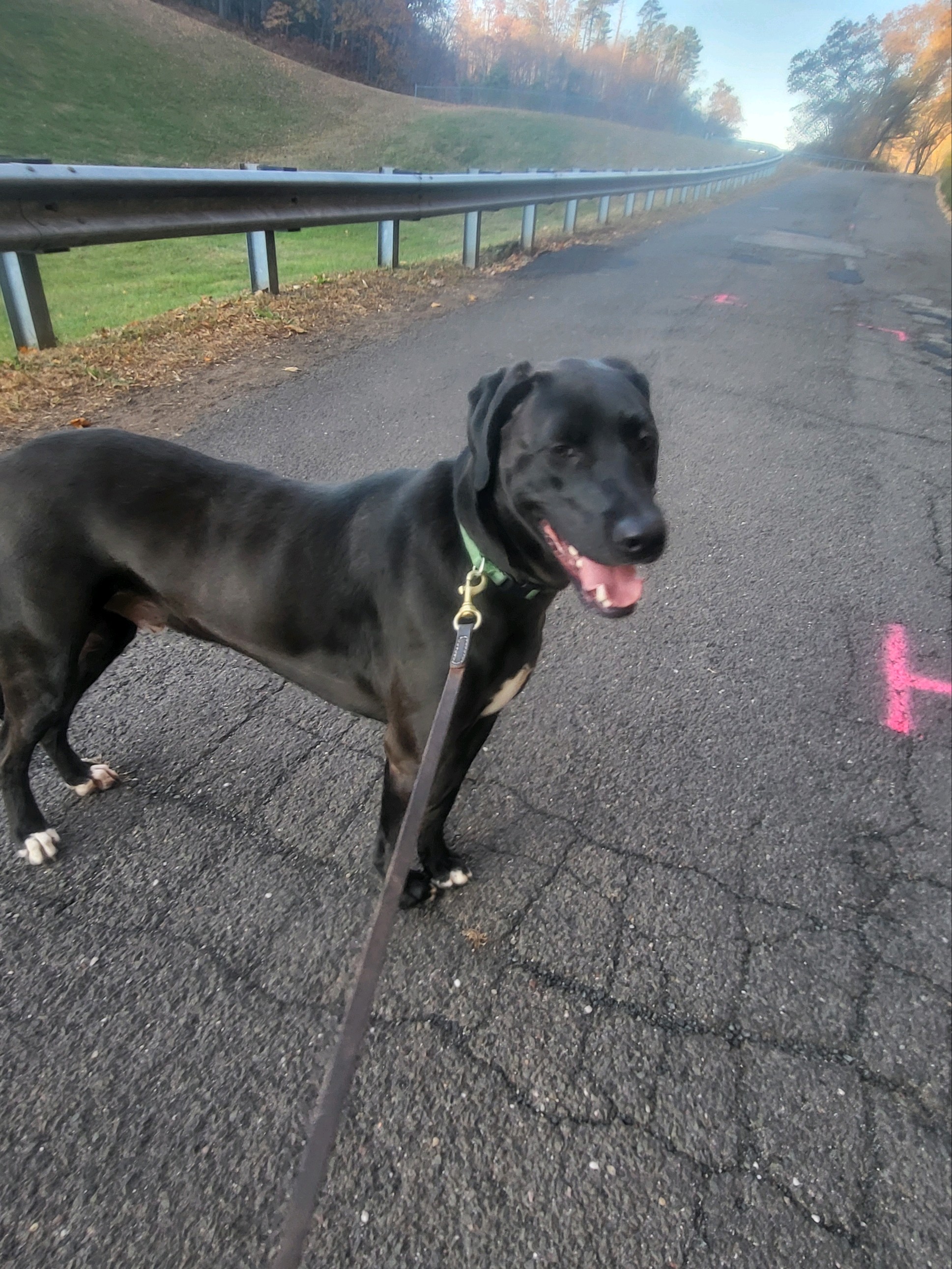 Mitchell, a Adoptable mixed breed image 1/5