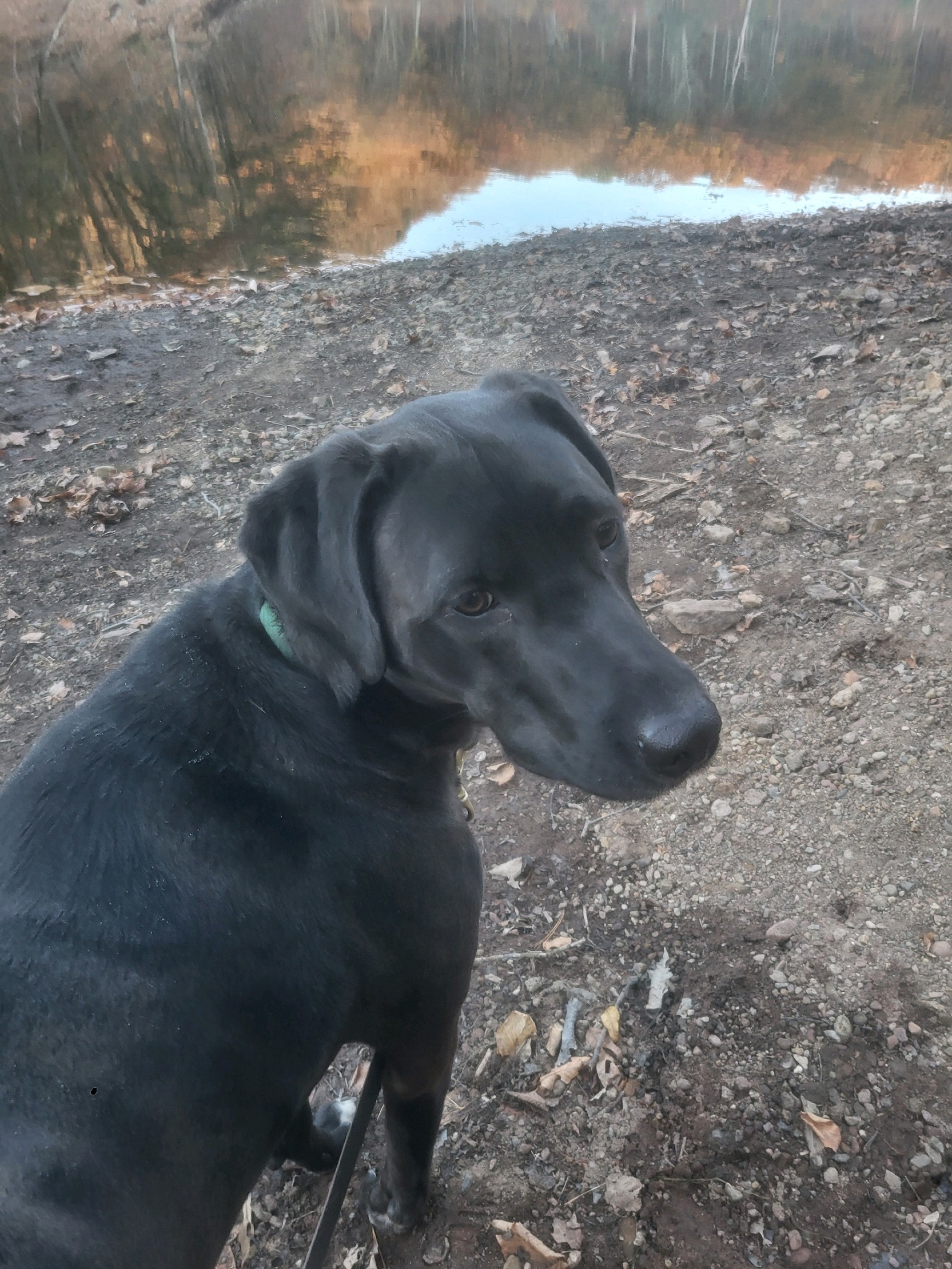 Mitchell, a Adoptable mixed breed image 5/5