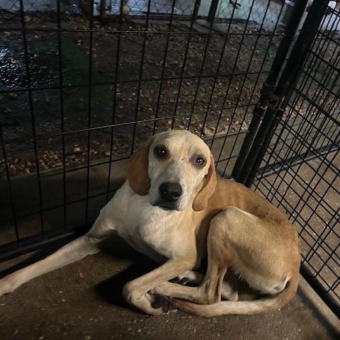 Rudy, Adoptable, Adult Male Hound.