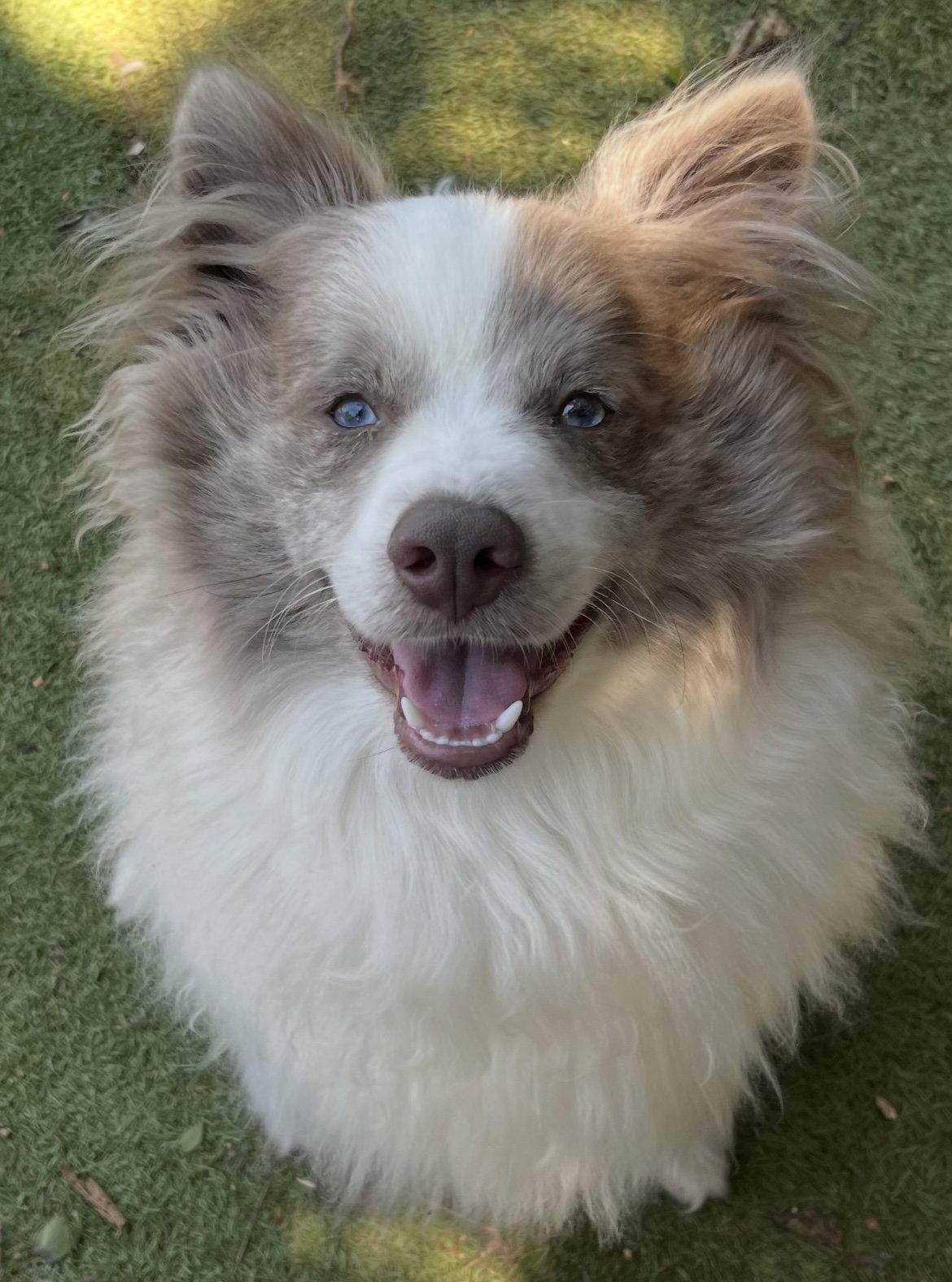 Enlarge Ravioli, a Adoptable Pomeranian in Garland, TX image 1/2