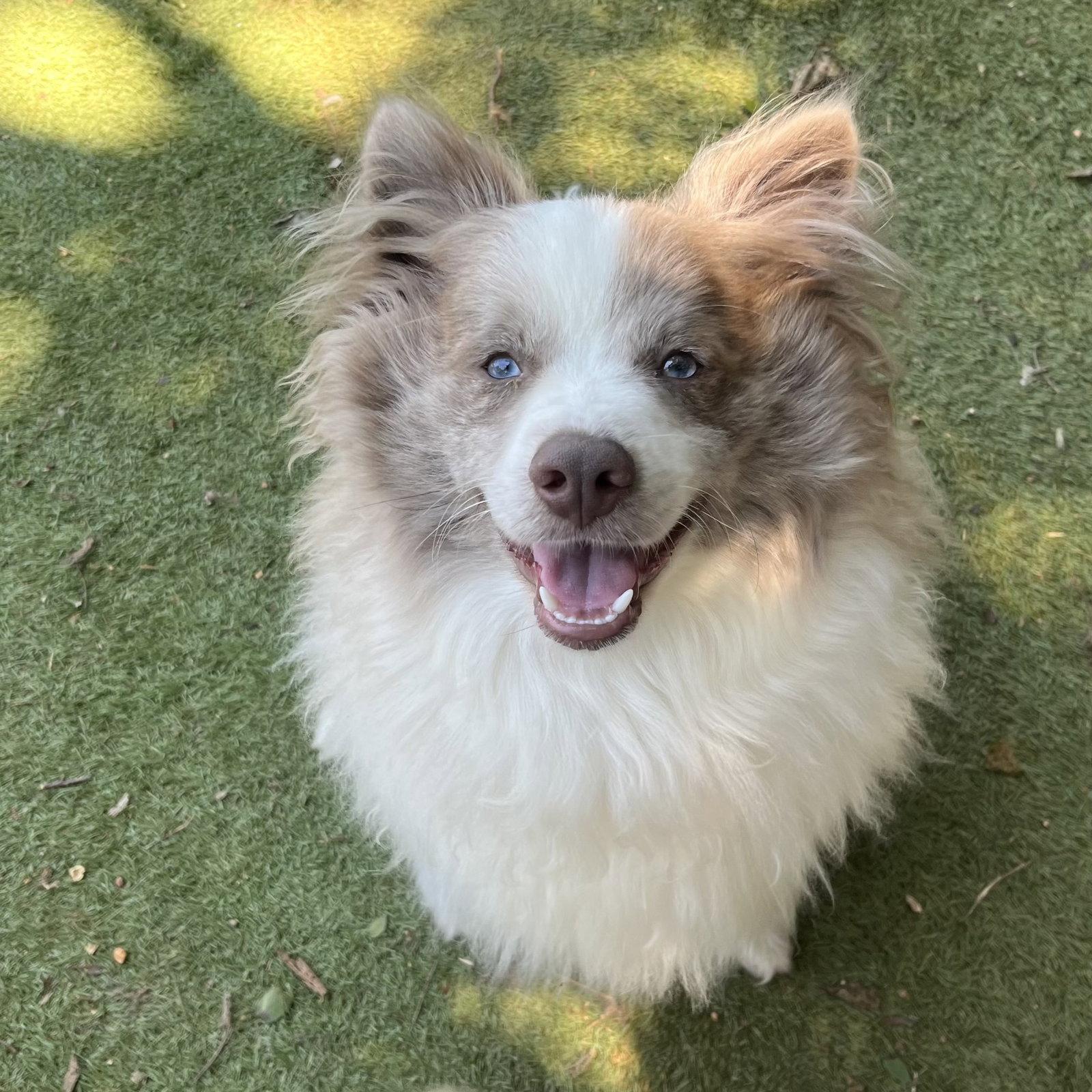 Enlarge Ravioli, a Adoptable Pomeranian in Garland, TX image 2/2