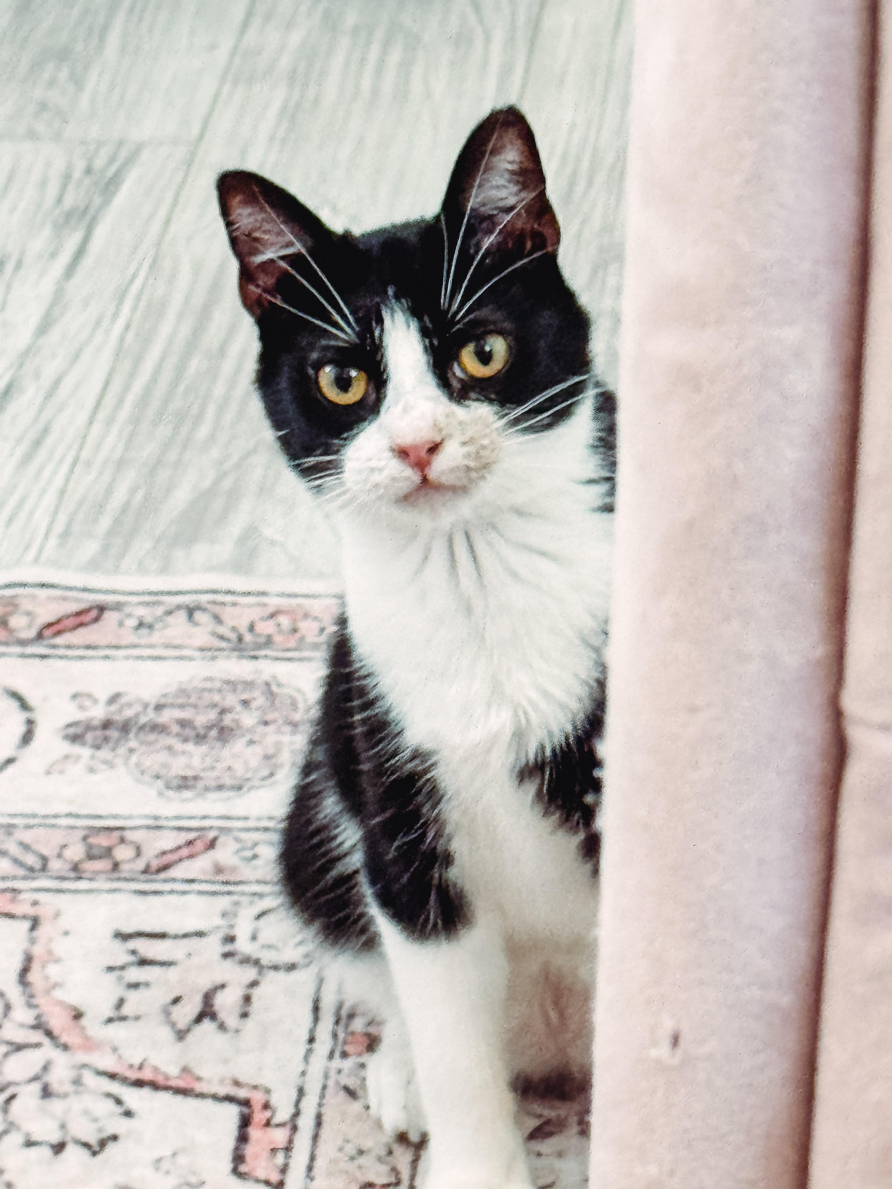 Puck, Adoptable, Kitten Male Domestic Short Hair & Tuxedo.