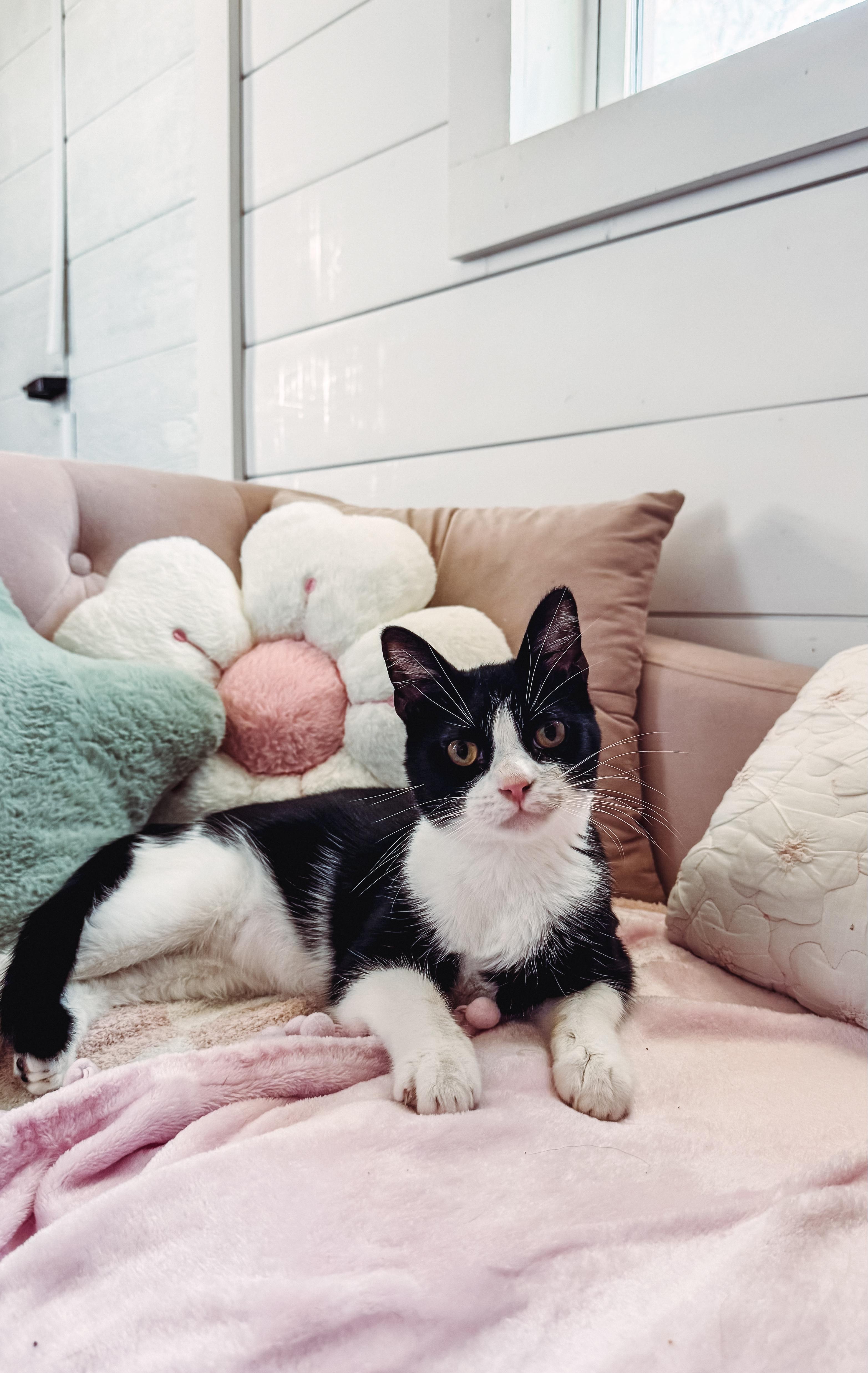 Enlarge Puck, a Adoptable mixed breed in Houston, TX image 2/6