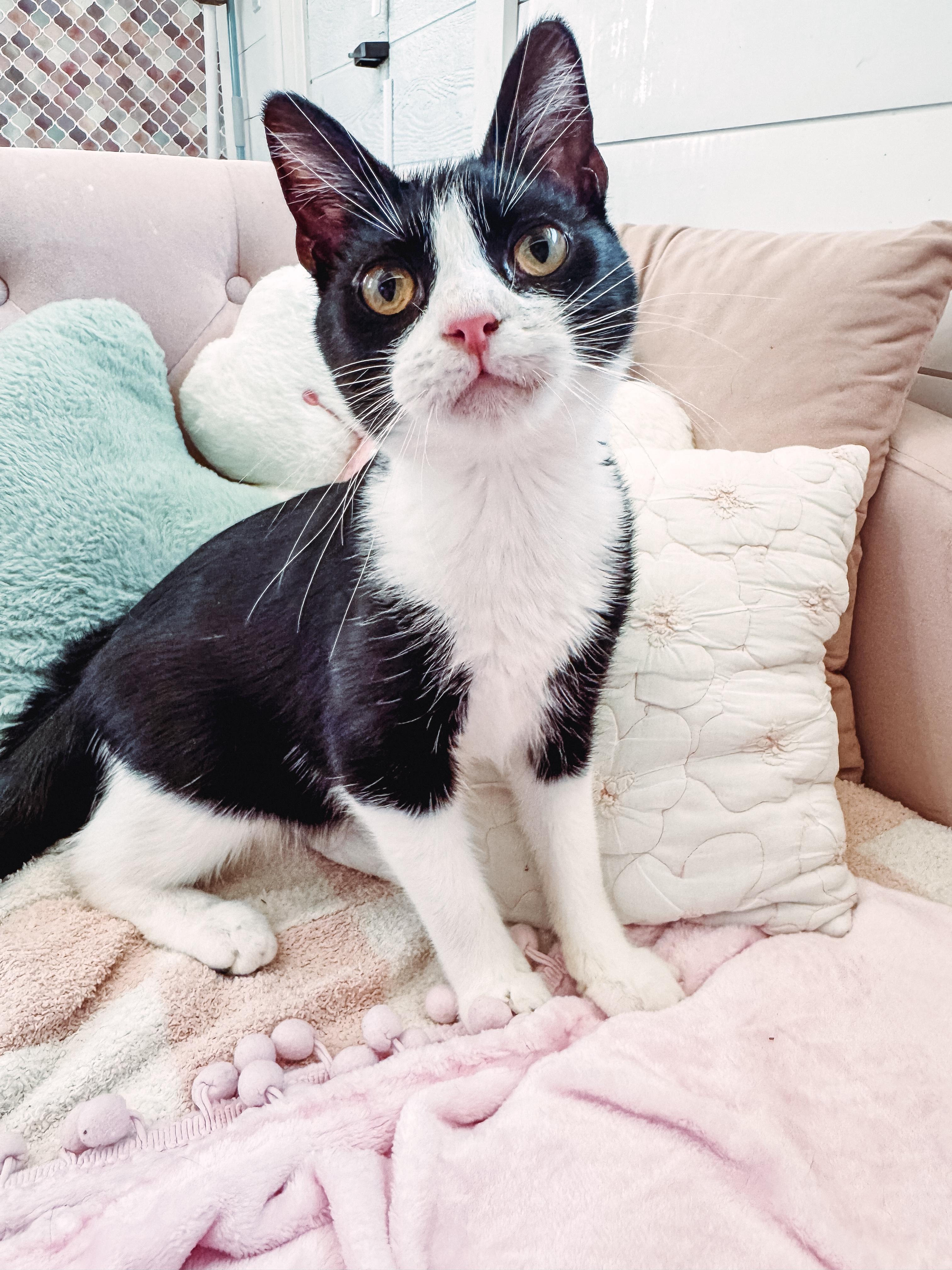 Enlarge Puck, a Adoptable mixed breed in Houston, TX image 3/6