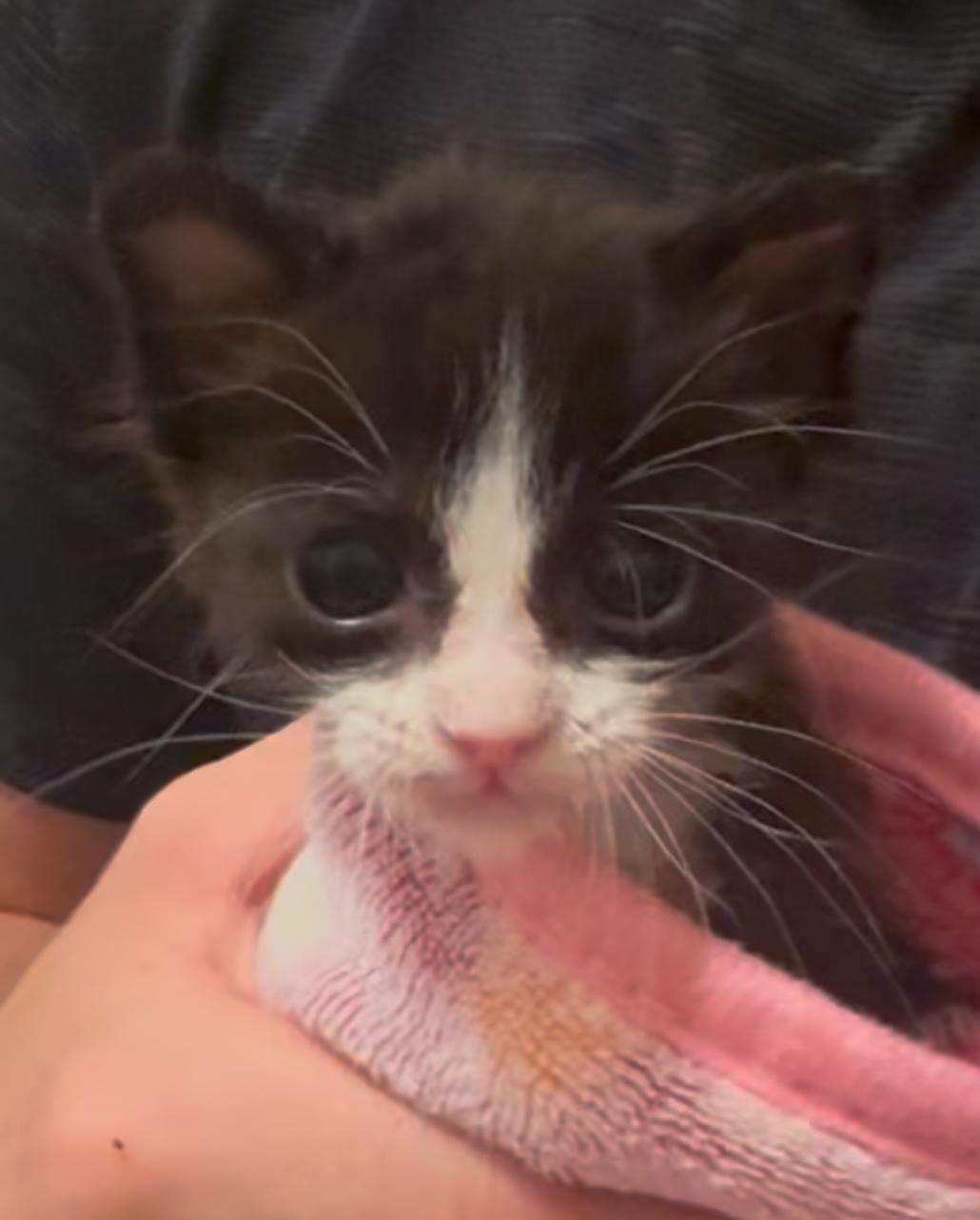 Puck, Adoptable, Kitten Male Domestic Short Hair & Tuxedo.