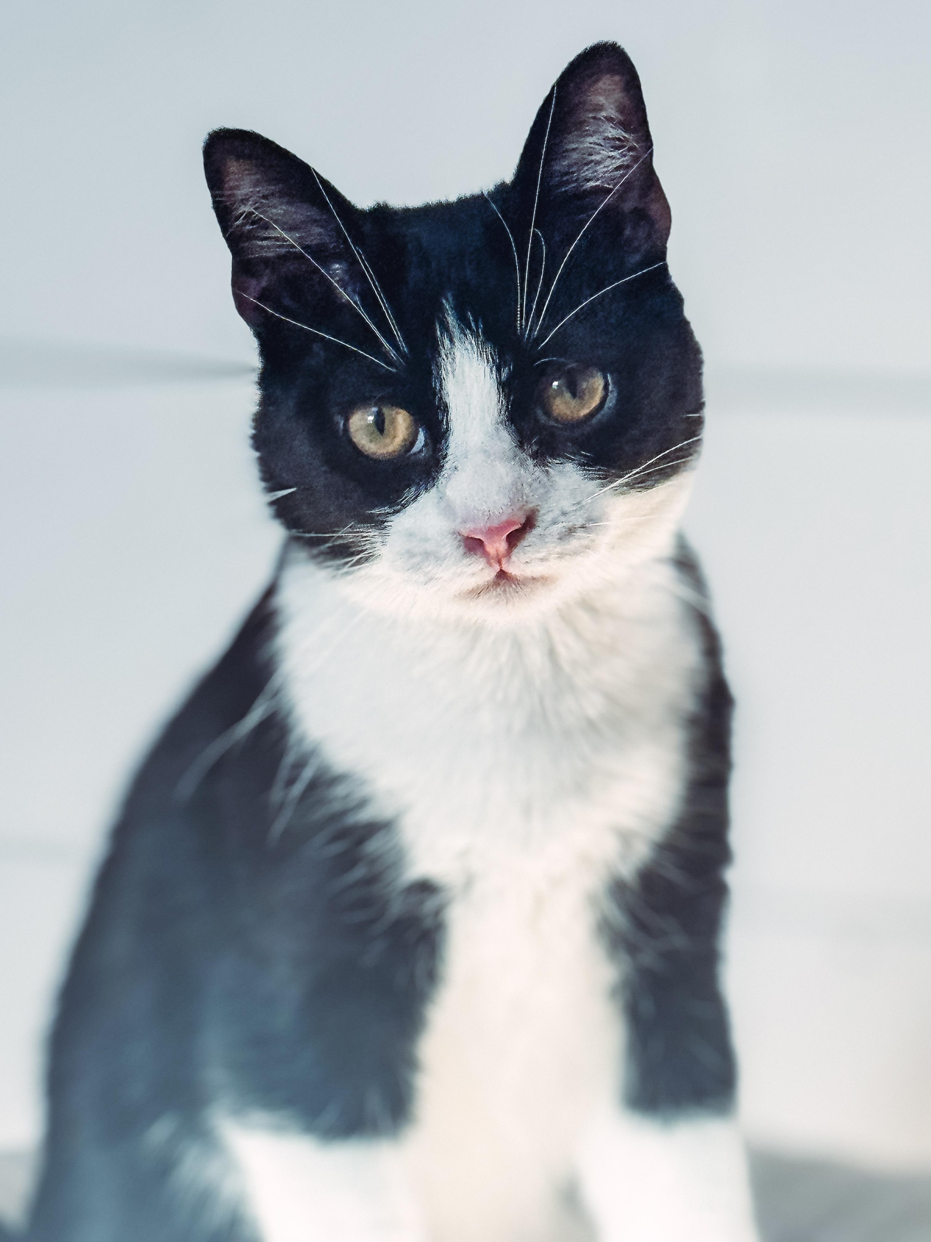 Enlarge Puck, a Adoptable mixed breed in Houston, TX image 2/3