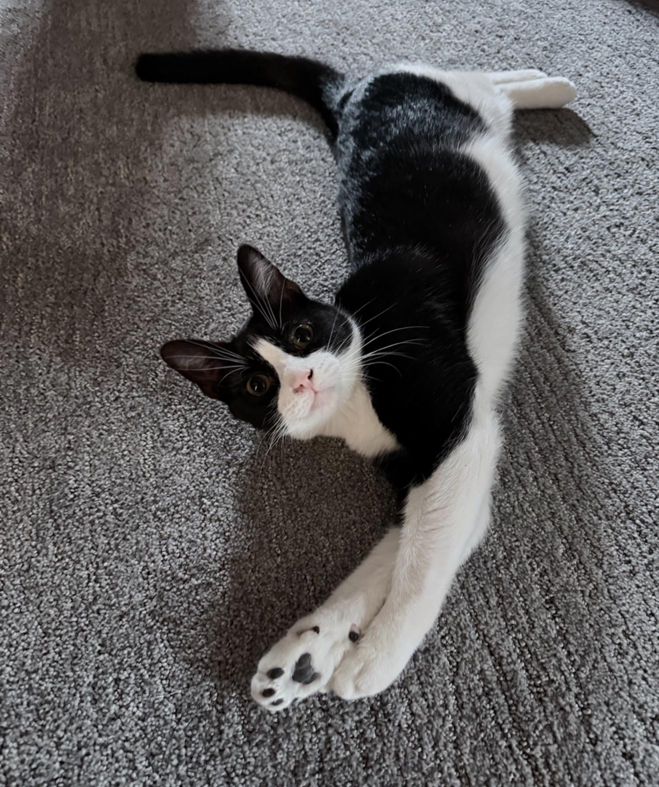 Enlarge Puck, a Adoptable mixed breed in Houston, TX image 2/2