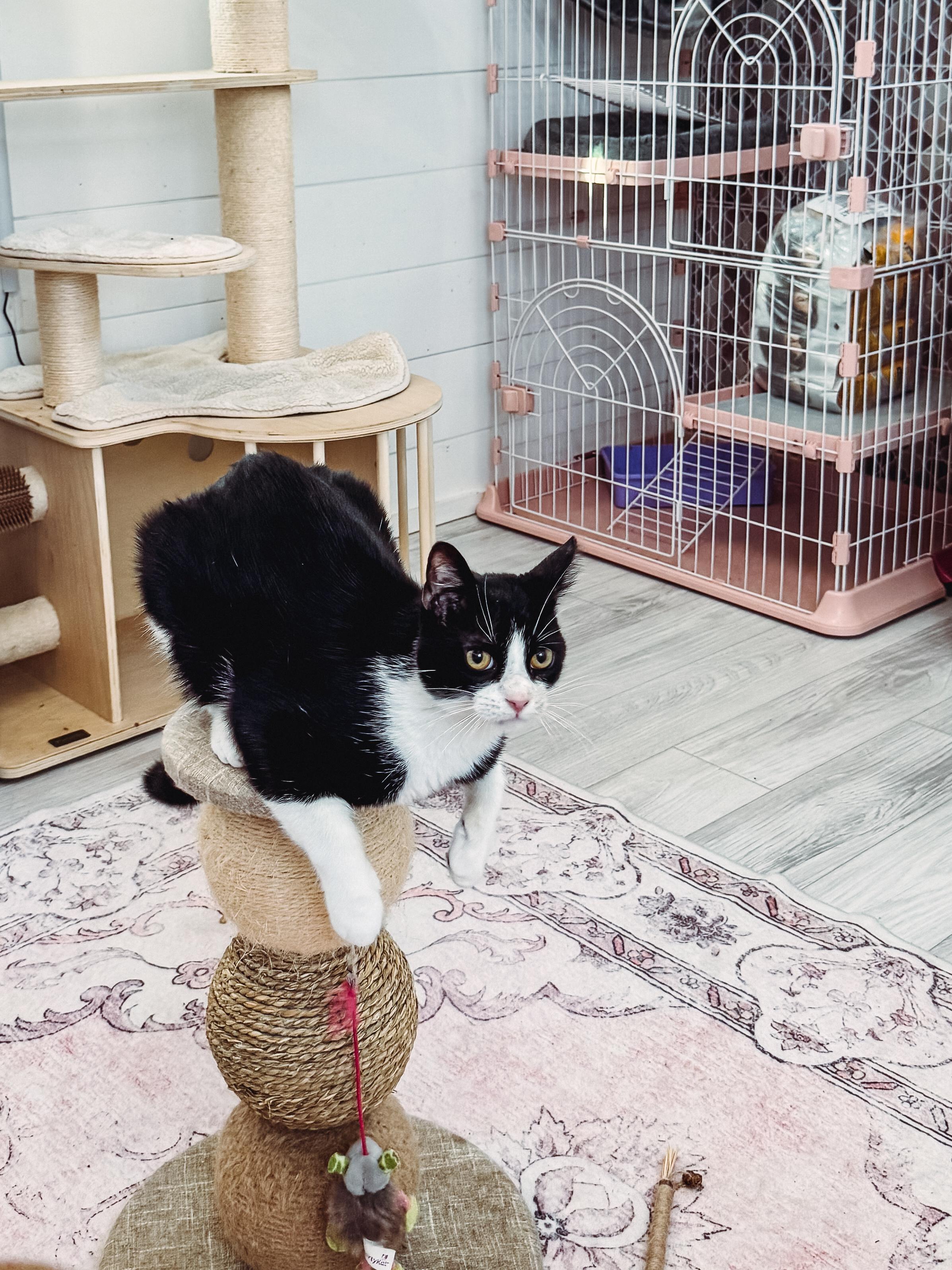 Enlarge Puck, a Adoptable mixed breed in Houston, TX image 6/6