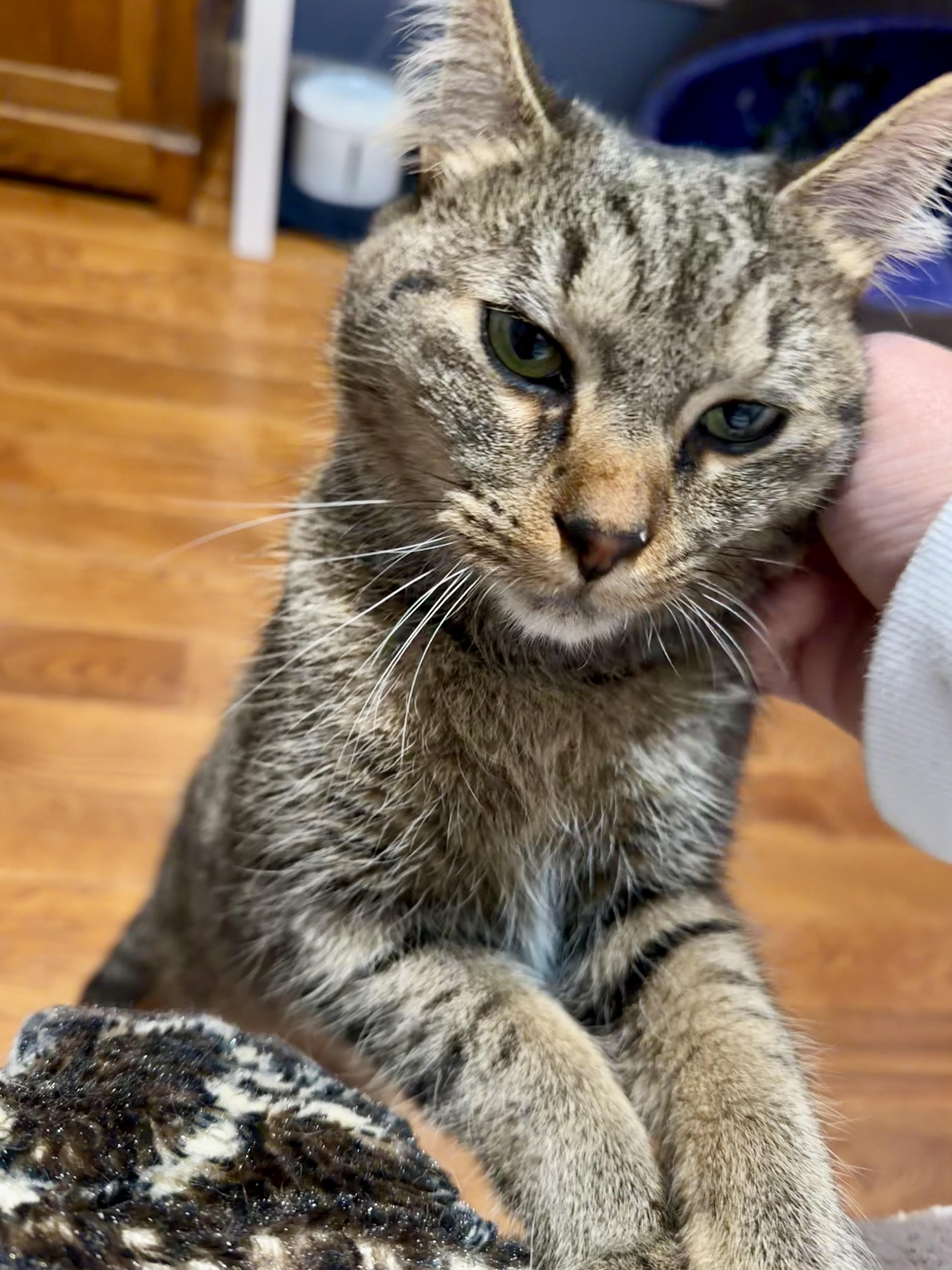 Enlarge Kiki & Cici, a Adoptable Domestic Short Hair in Andover, CT image 4/6