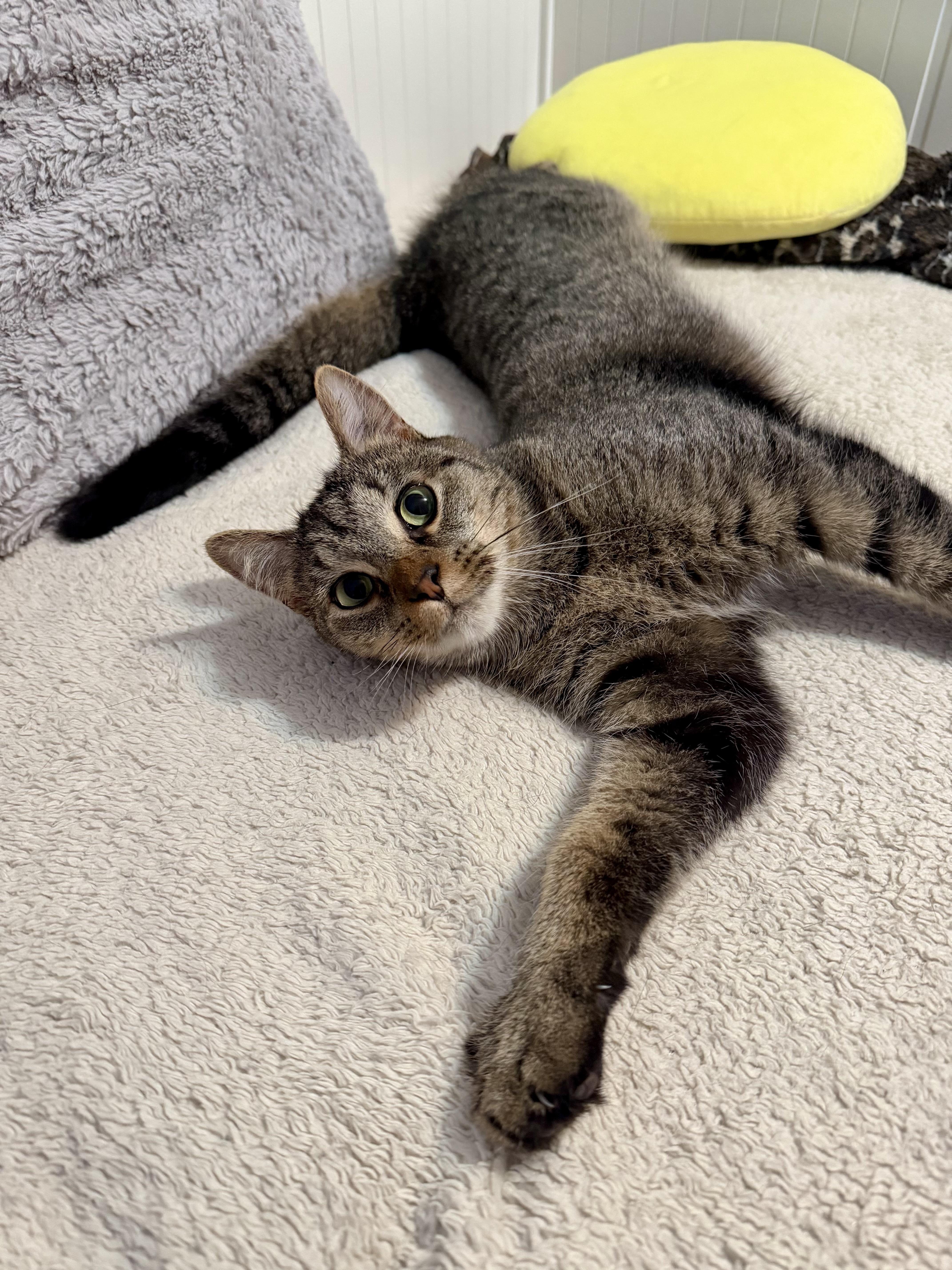 Enlarge Kiki & Cici, a Adoptable Domestic Short Hair in Andover, CT image 6/6
