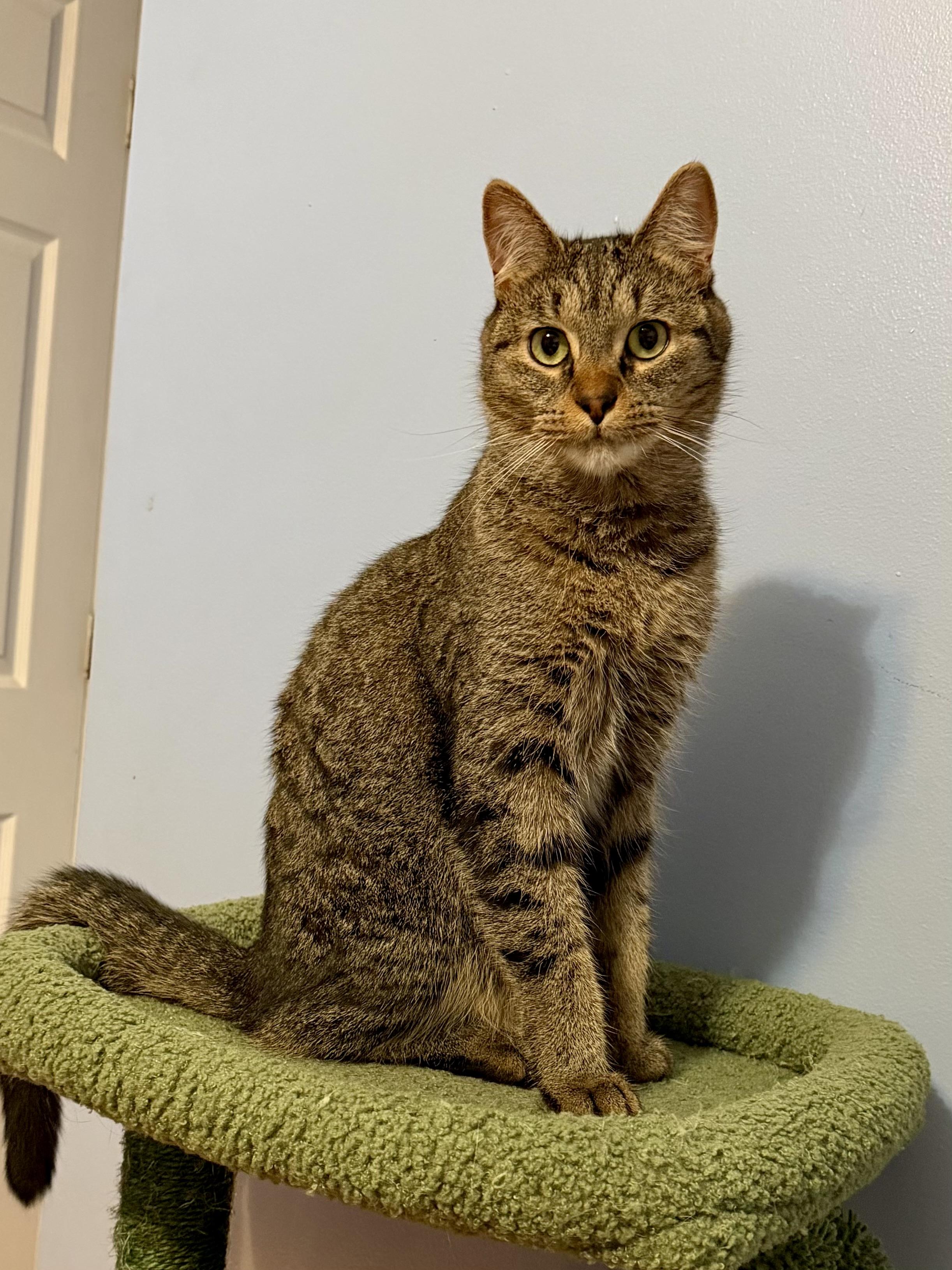 Kiki & Cici, Adoptable, Young Male Domestic Short Hair.