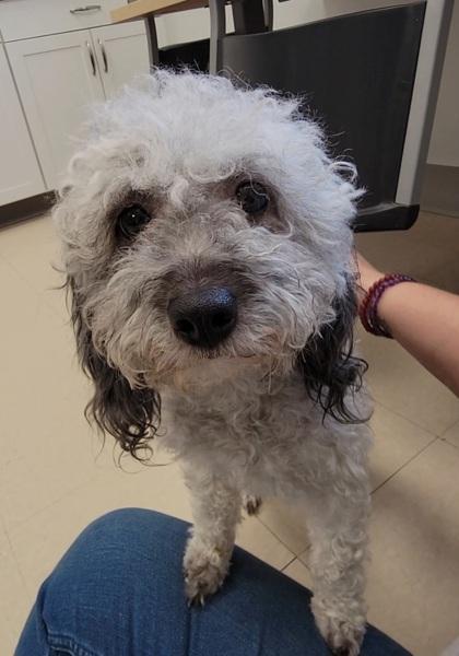 Lola, Adoptable, Adult Female Havanese & Poodle.