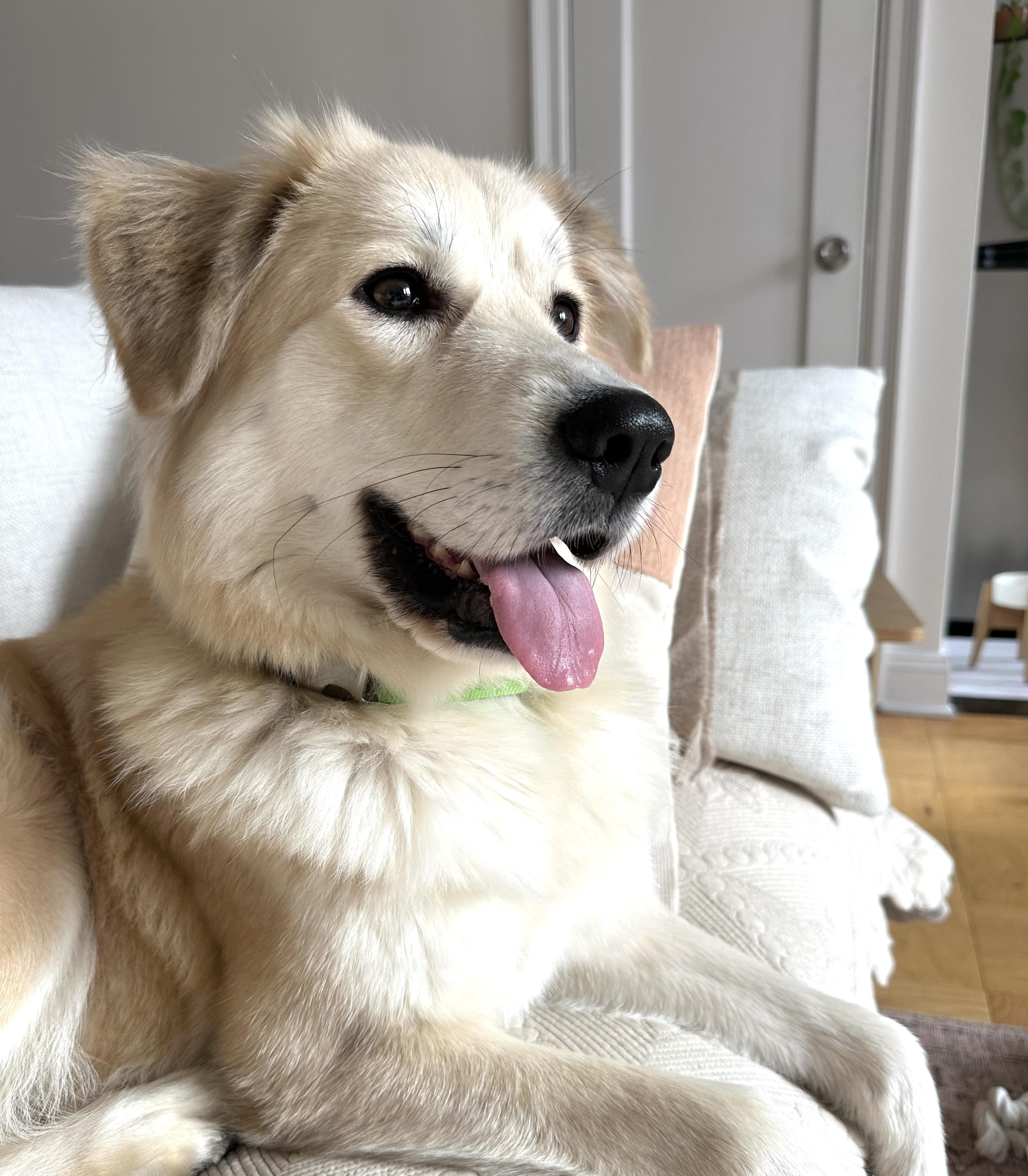 Fluff, ADOPTABLE, Adult Female Great Pyrenees.