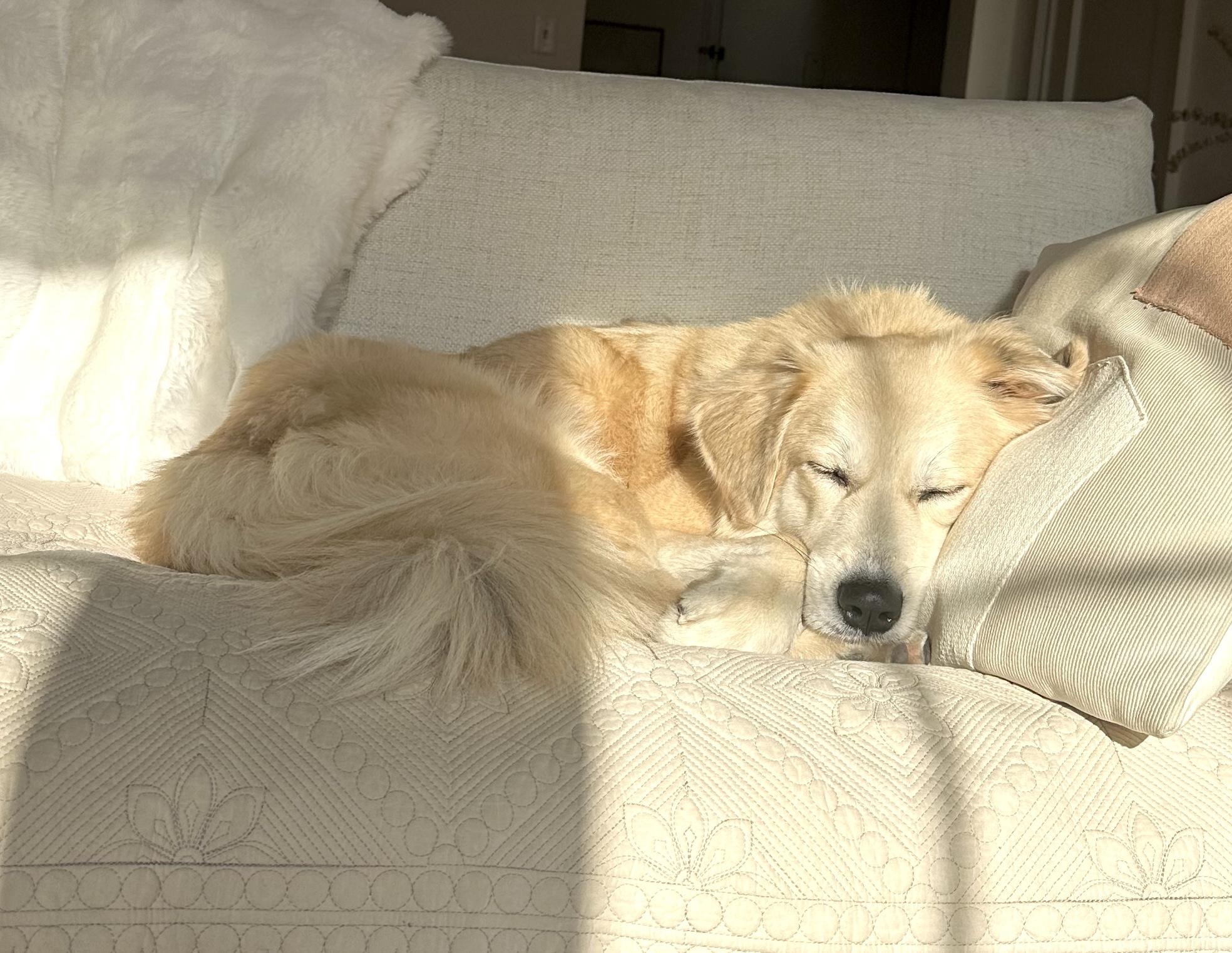 Enlarge Fluff, a ADOPTABLE mixed breed in Brooklyn, NY image 6/6