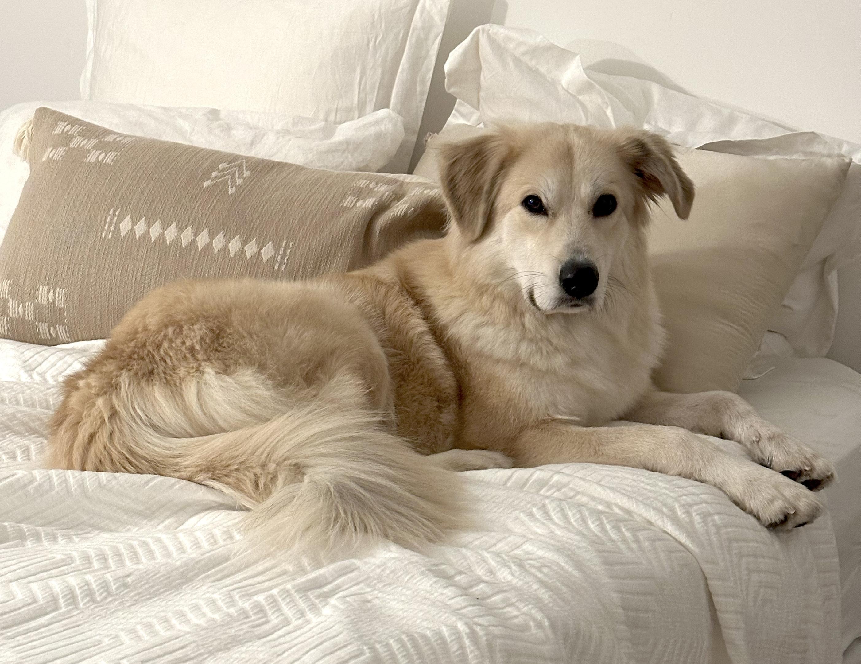 Enlarge Fluff, a ADOPTABLE mixed breed in Brooklyn, NY image 3/6