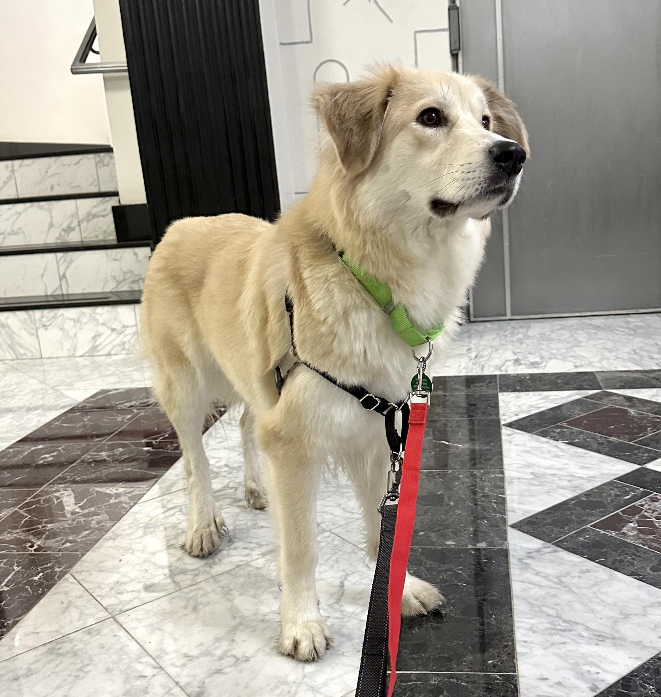 Enlarge Fluff, a ADOPTABLE mixed breed in Brooklyn, NY image 4/6