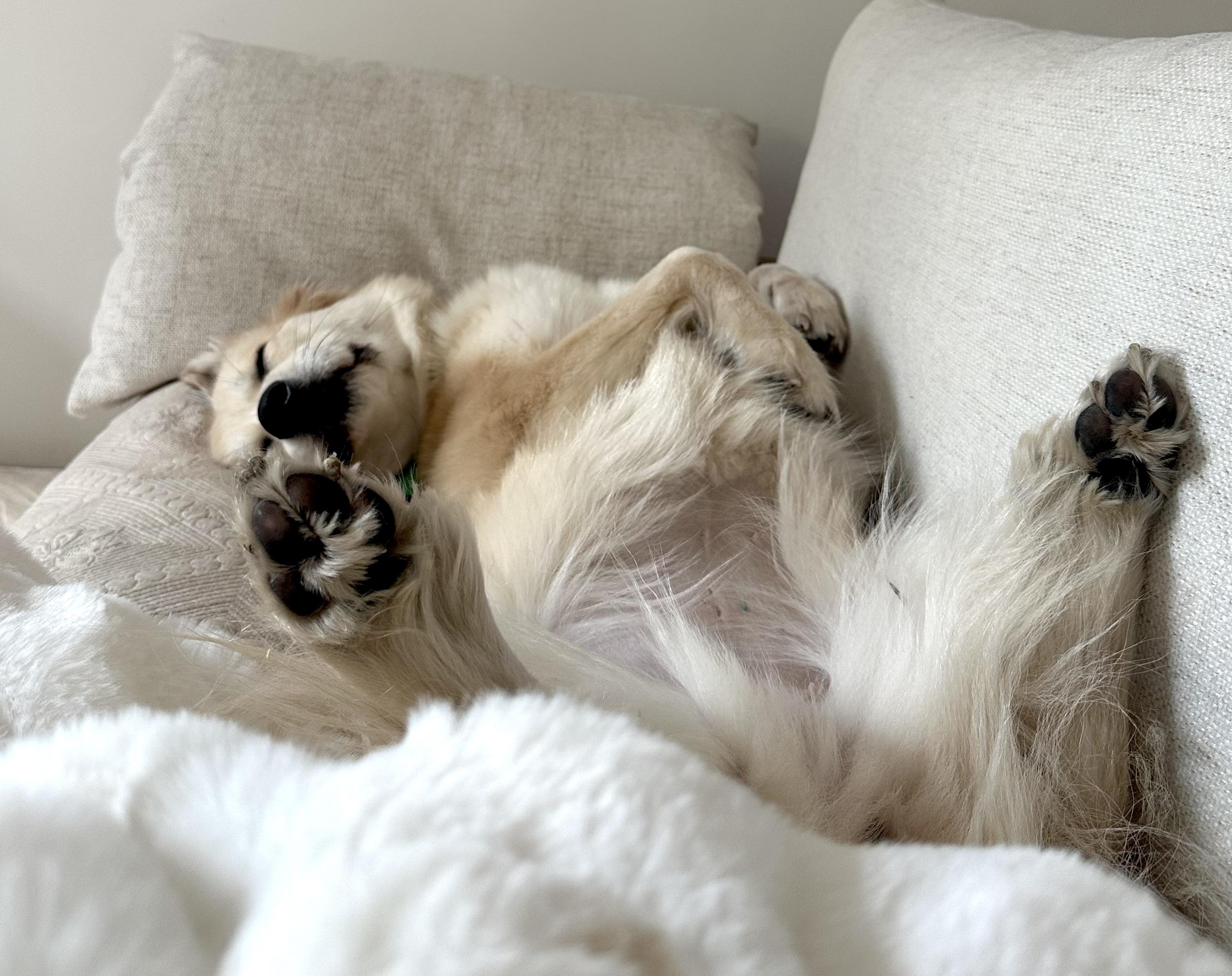 Enlarge Fluff, a ADOPTABLE mixed breed in Brooklyn, NY image 2/6