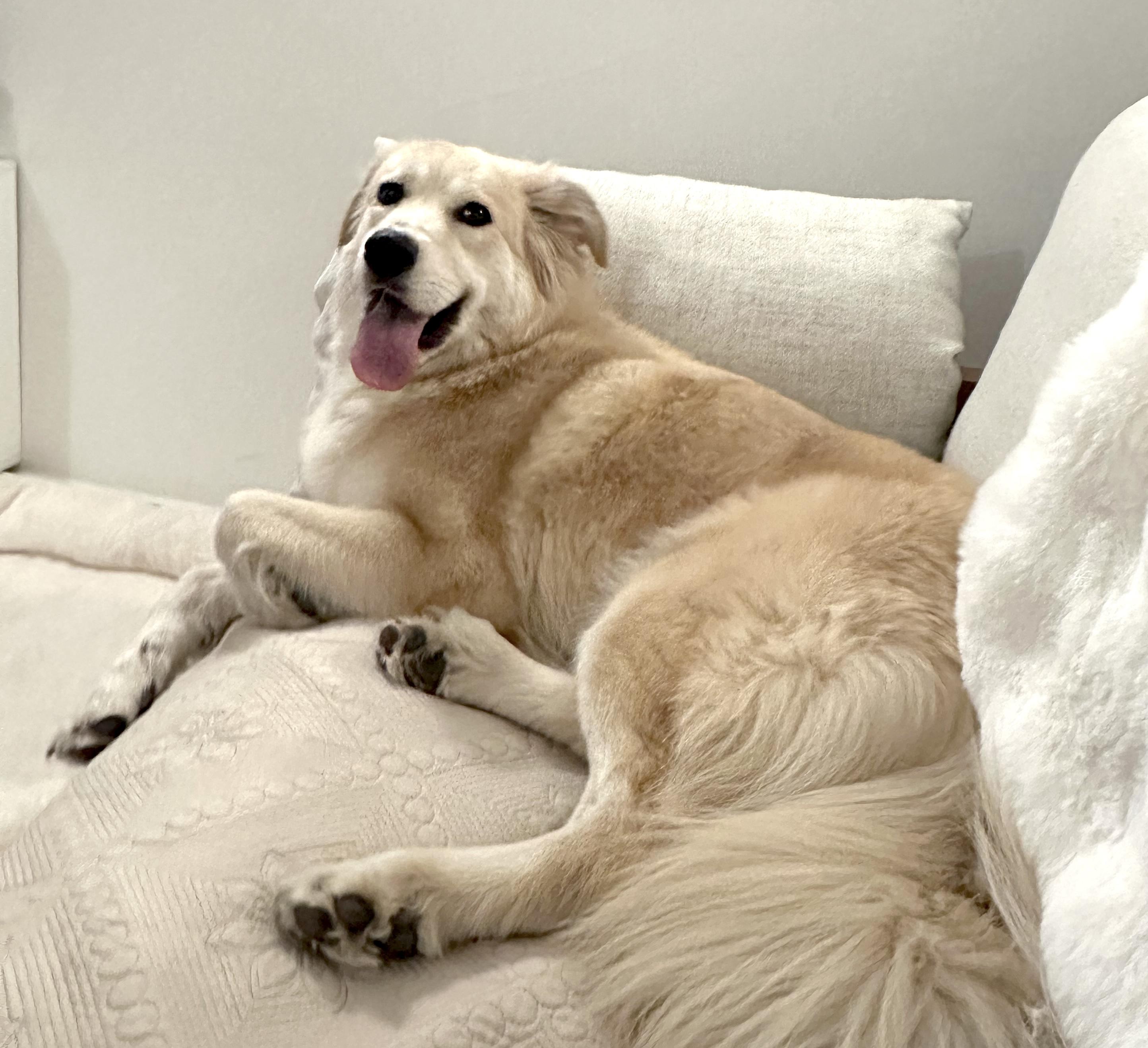 Enlarge Fluff, a ADOPTABLE mixed breed in Brooklyn, NY image 5/6