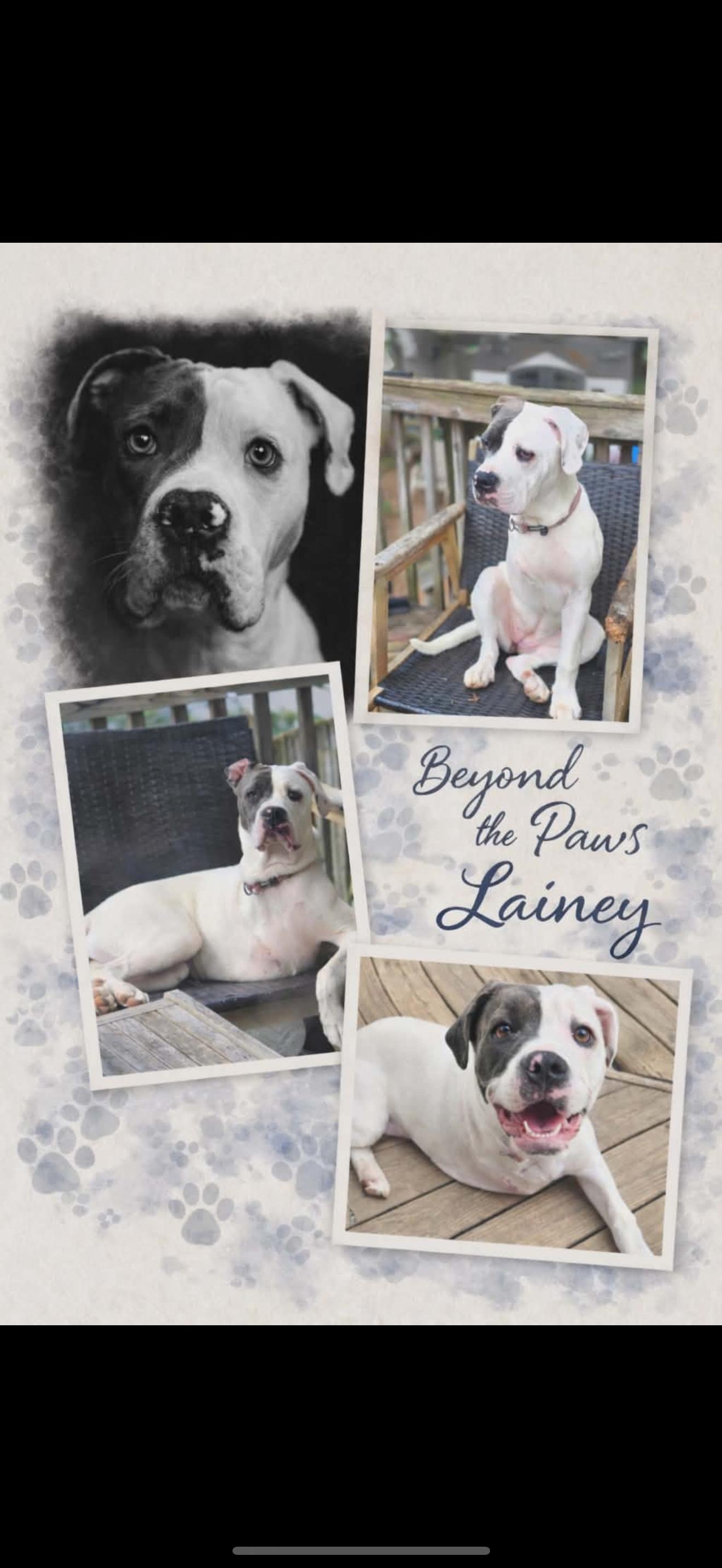 Lainey, ADOPTABLE, Adult Female Cane Corso & American Bulldog.