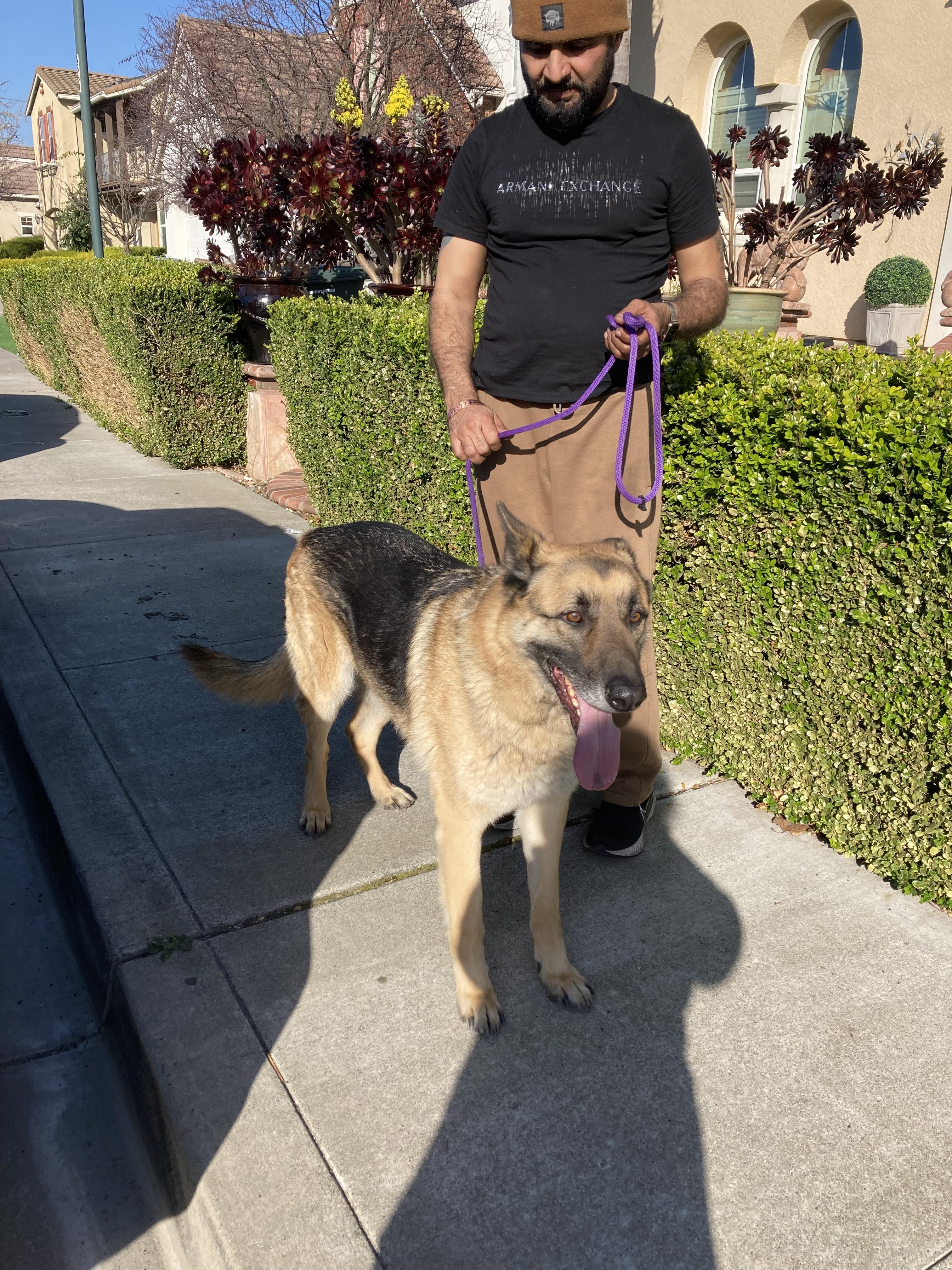 Enlarge TIGER, a Adoptable German Shepherd Dog in Pittsburg, CA image 1/3