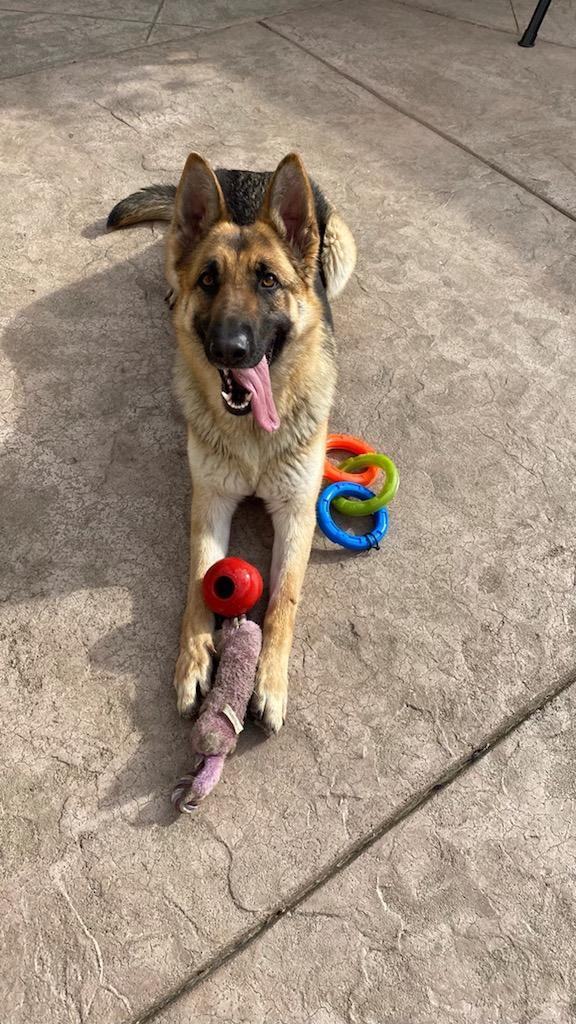 Enlarge TIGER, a Adoptable German Shepherd Dog in Pittsburg, CA image 1/2